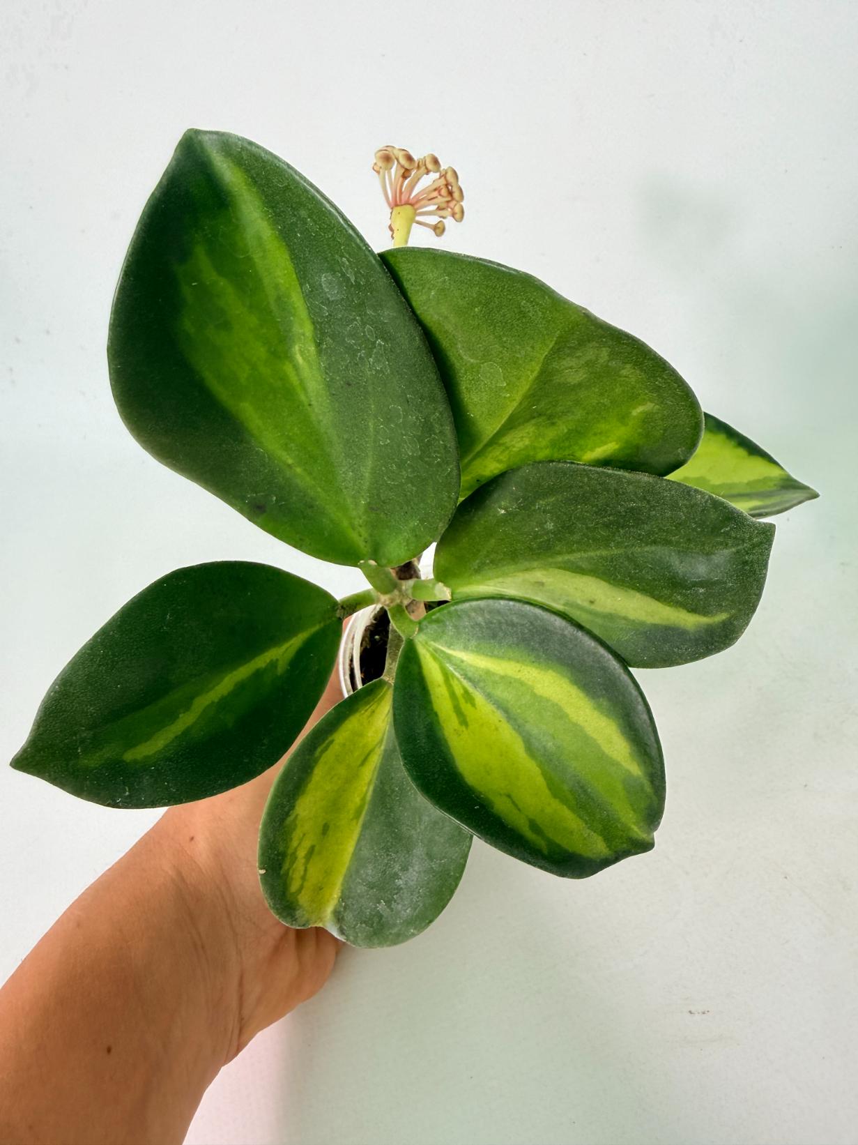 Hoya Pachyclada inner variegation WITH FLOWERS 10