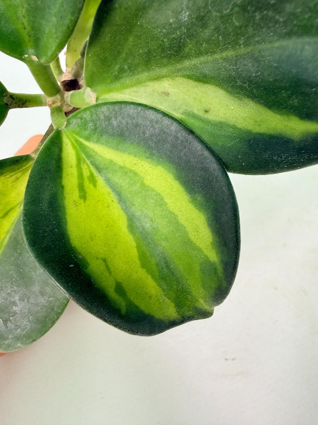 Hoya Pachyclada inner variegation WITH FLOWERS 11