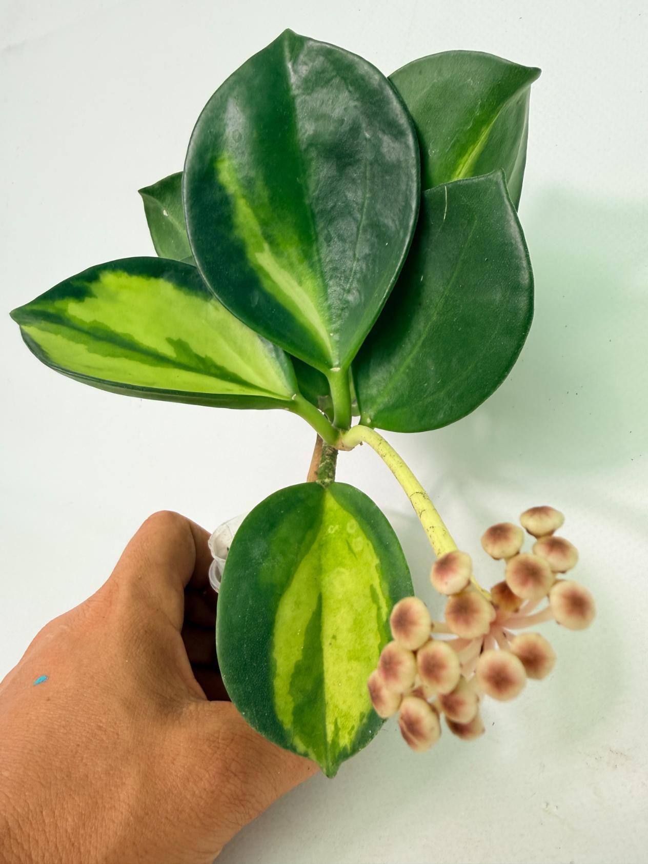 Hoya Pachyclada inner variegation WITH FLOWERS 12