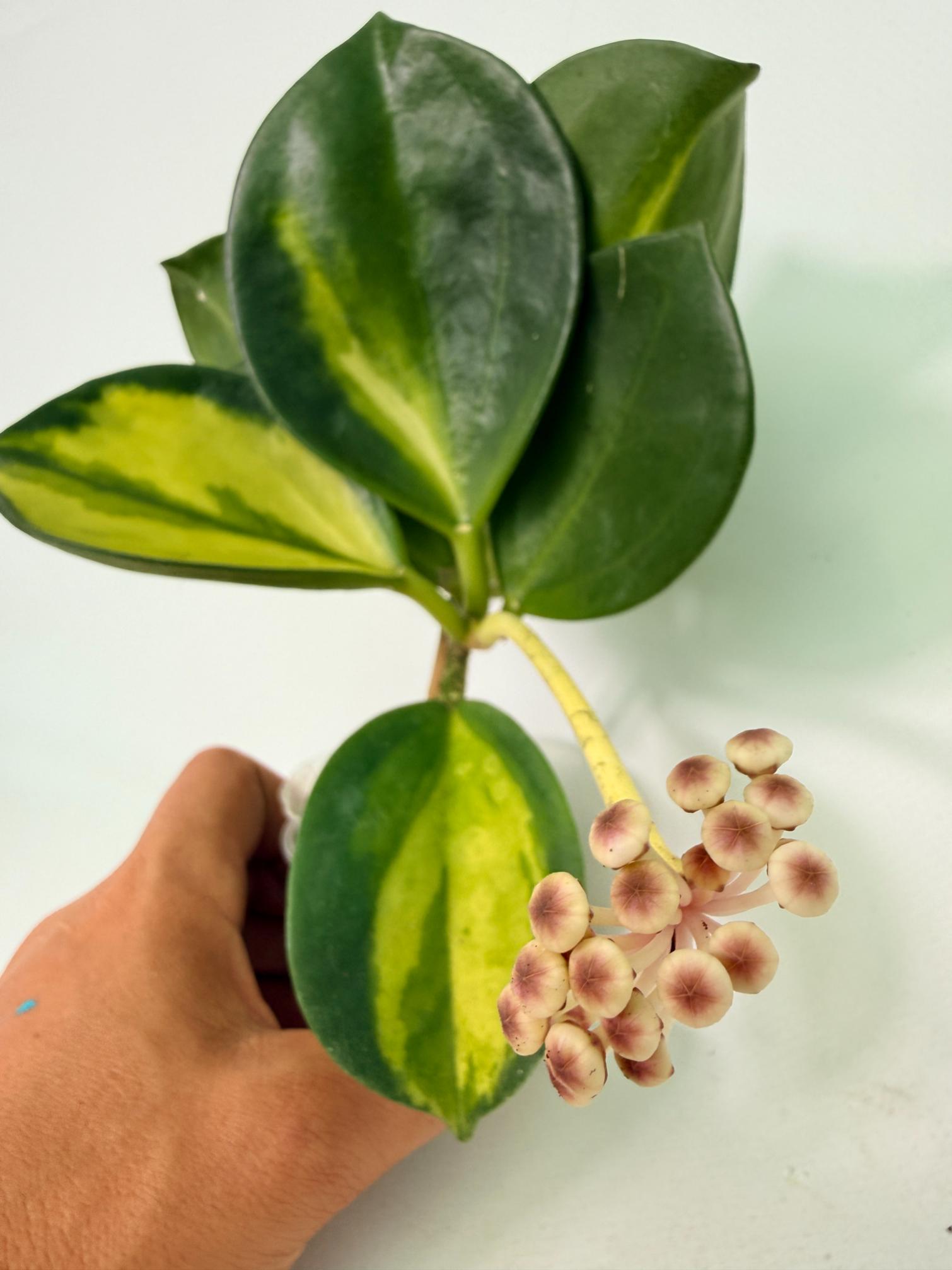 Hoya Pachyclada inner variegation WITH FLOWERS 13