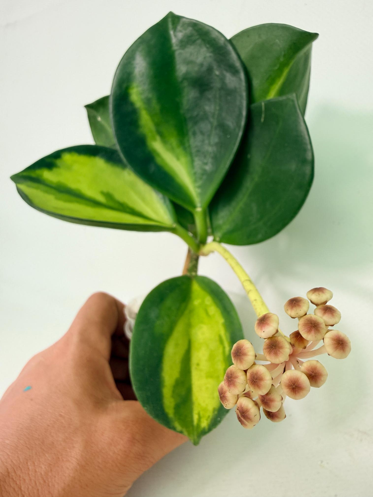 Hoya Pachyclada inner variegation WITH FLOWERS 14