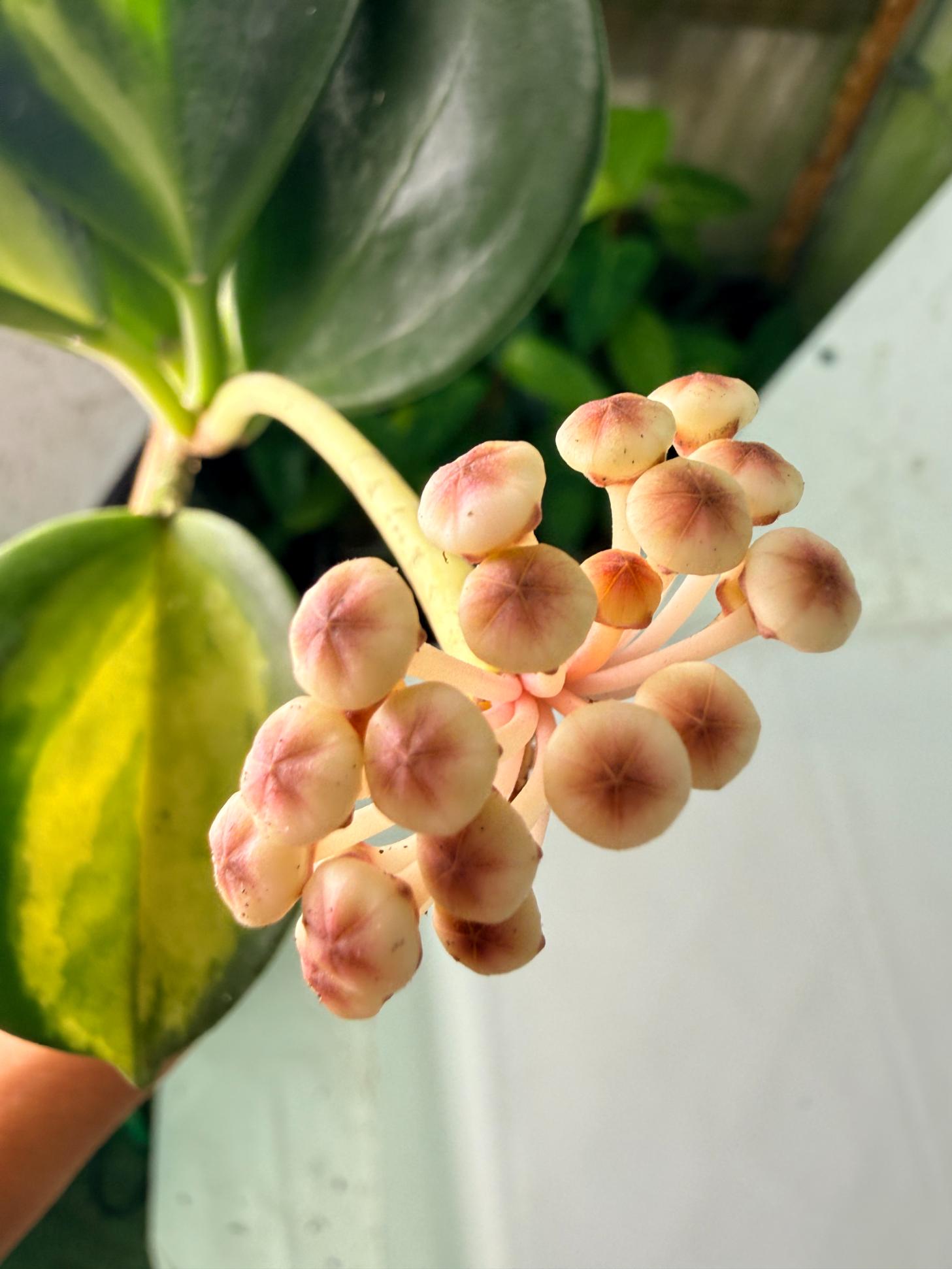 Hoya Pachyclada inner variegation WITH FLOWERS 15