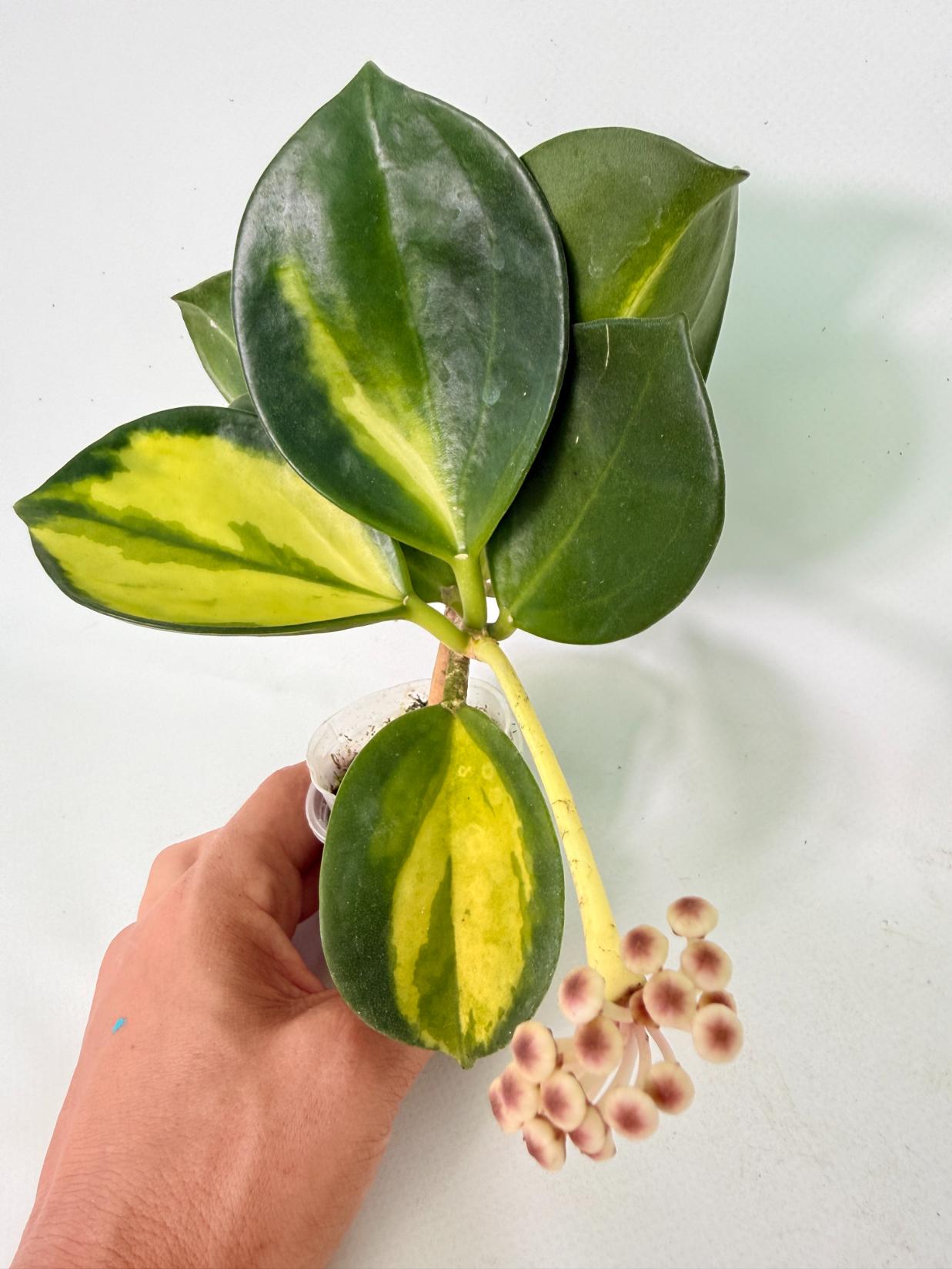 Hoya Pachyclada inner variegation WITH FLOWERS 16