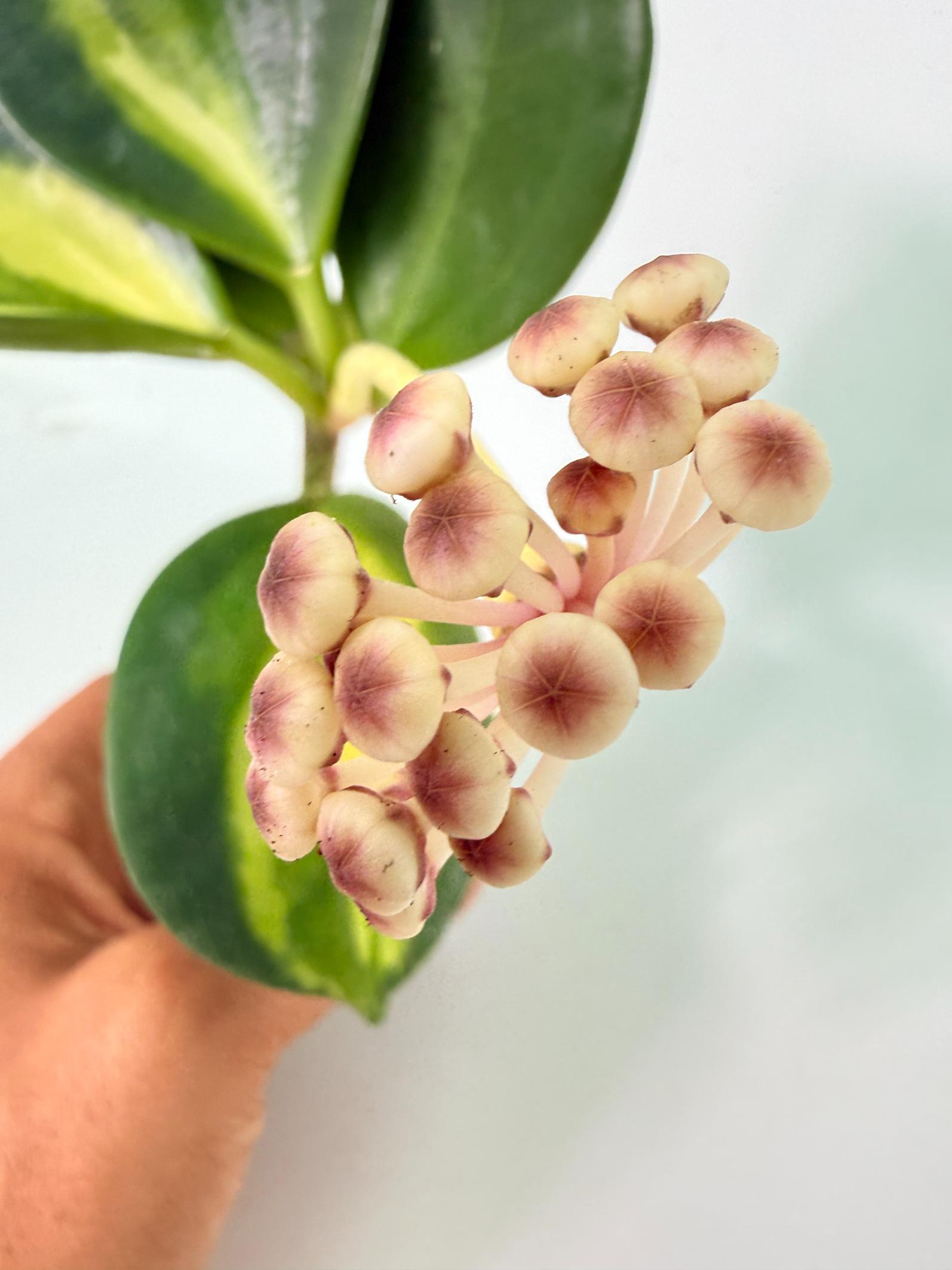 Hoya Pachyclada inner variegation WITH FLOWERS 17