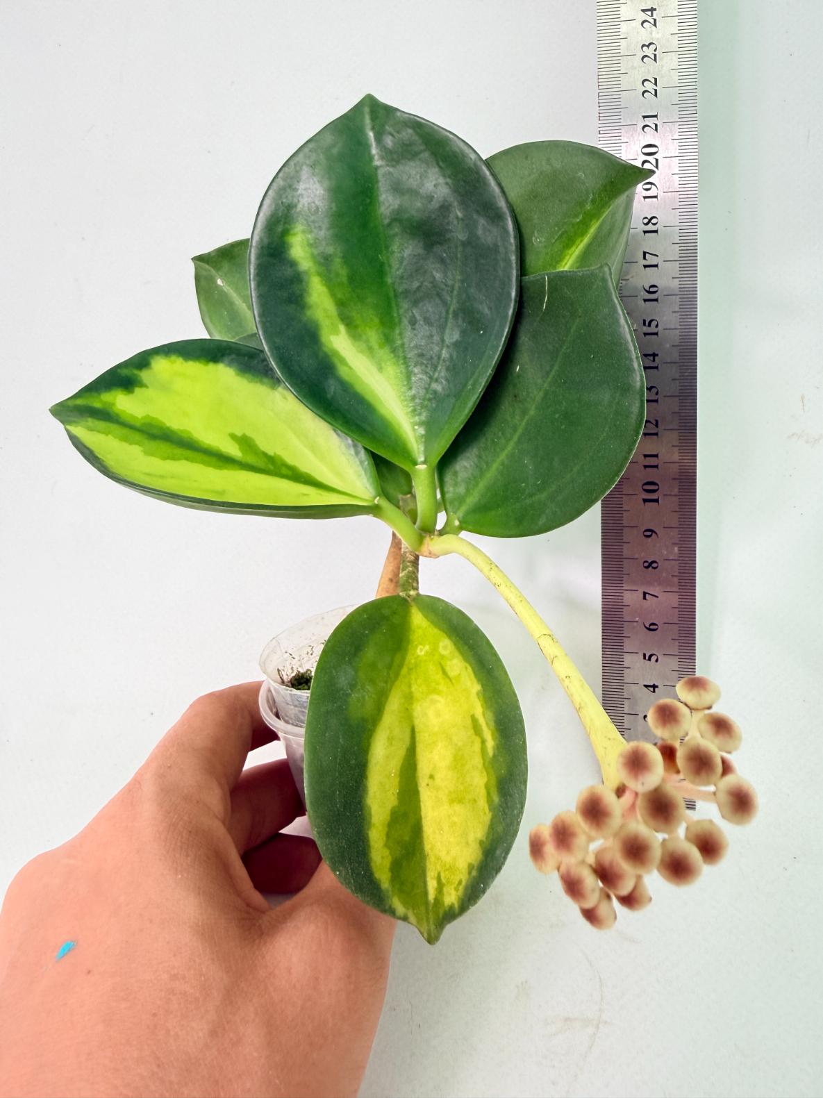 Hoya Pachyclada inner variegation WITH FLOWERS 01