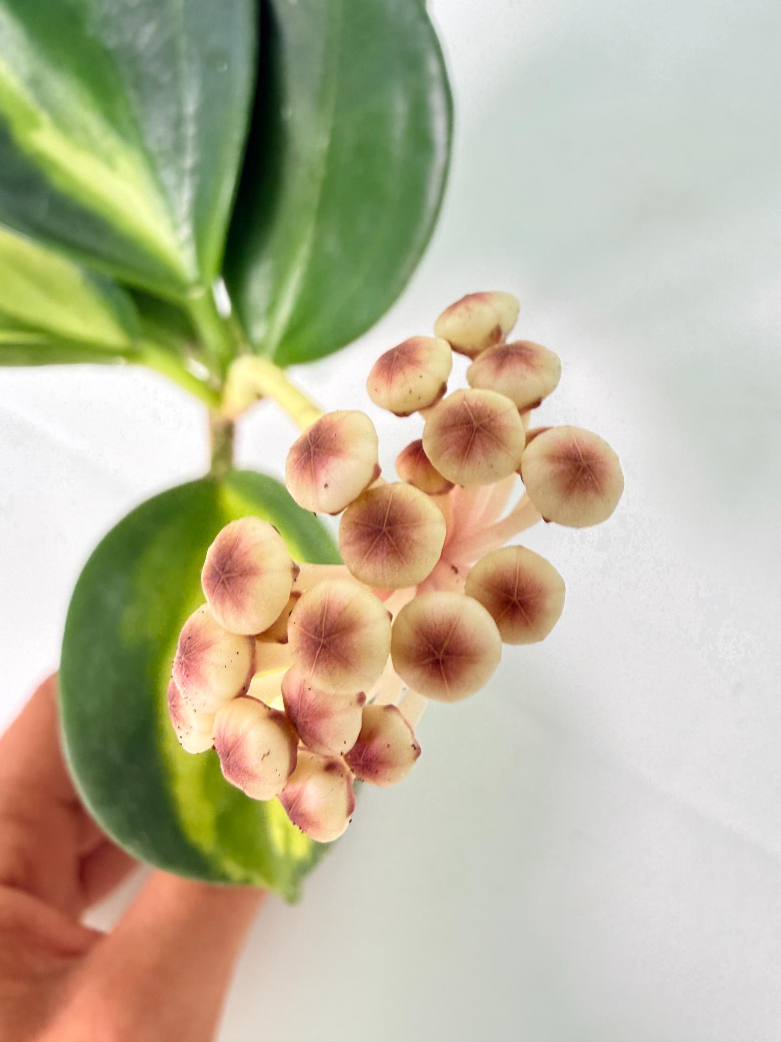 Hoya Pachyclada inner variegation WITH FLOWERS 02