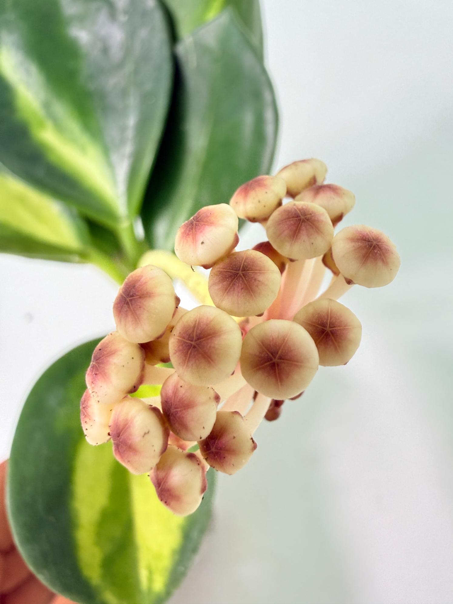 Hoya Pachyclada inner variegation WITH FLOWERS 03