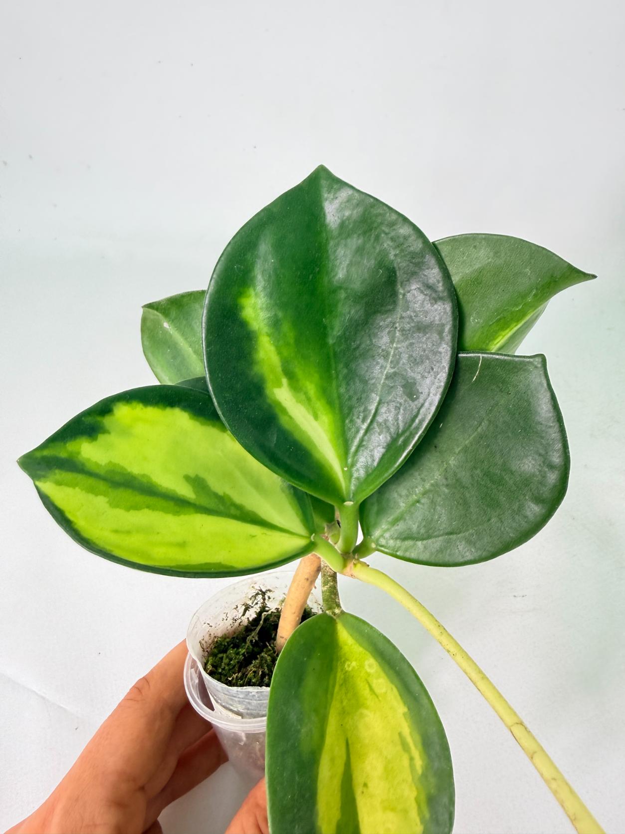 Hoya Pachyclada inner variegation WITH FLOWERS 05
