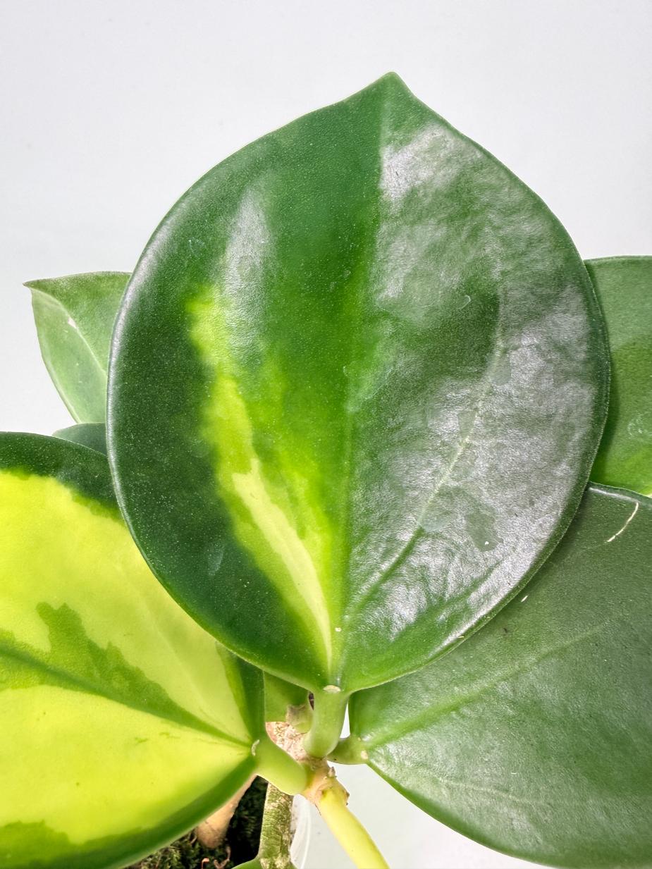 Hoya Pachyclada inner variegation WITH FLOWERS 07