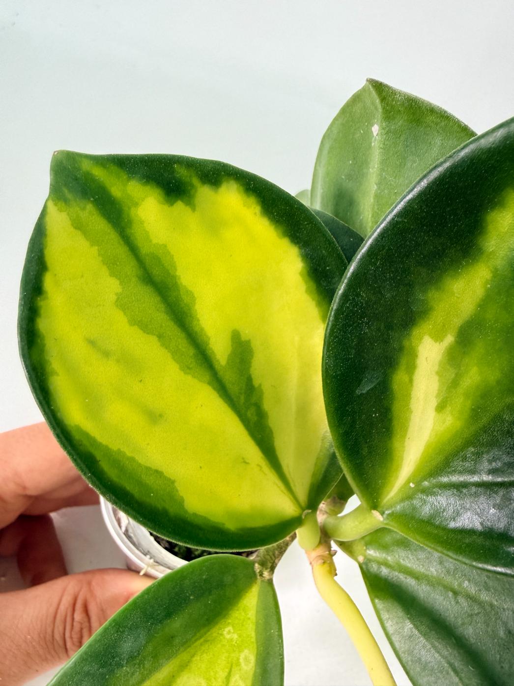 Hoya Pachyclada inner variegation WITH FLOWERS 08