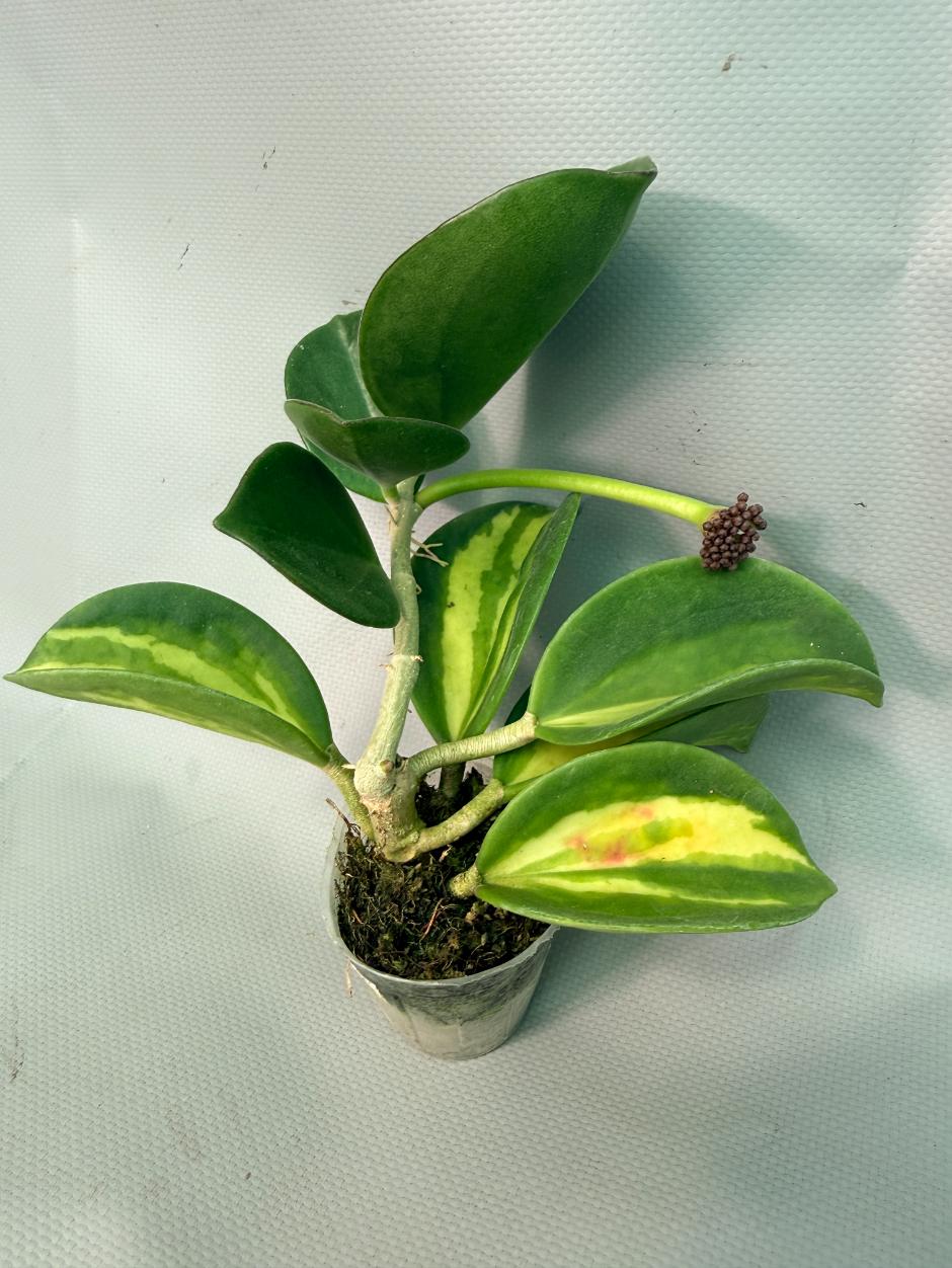 Hoya Pachyclada inner variegation 01