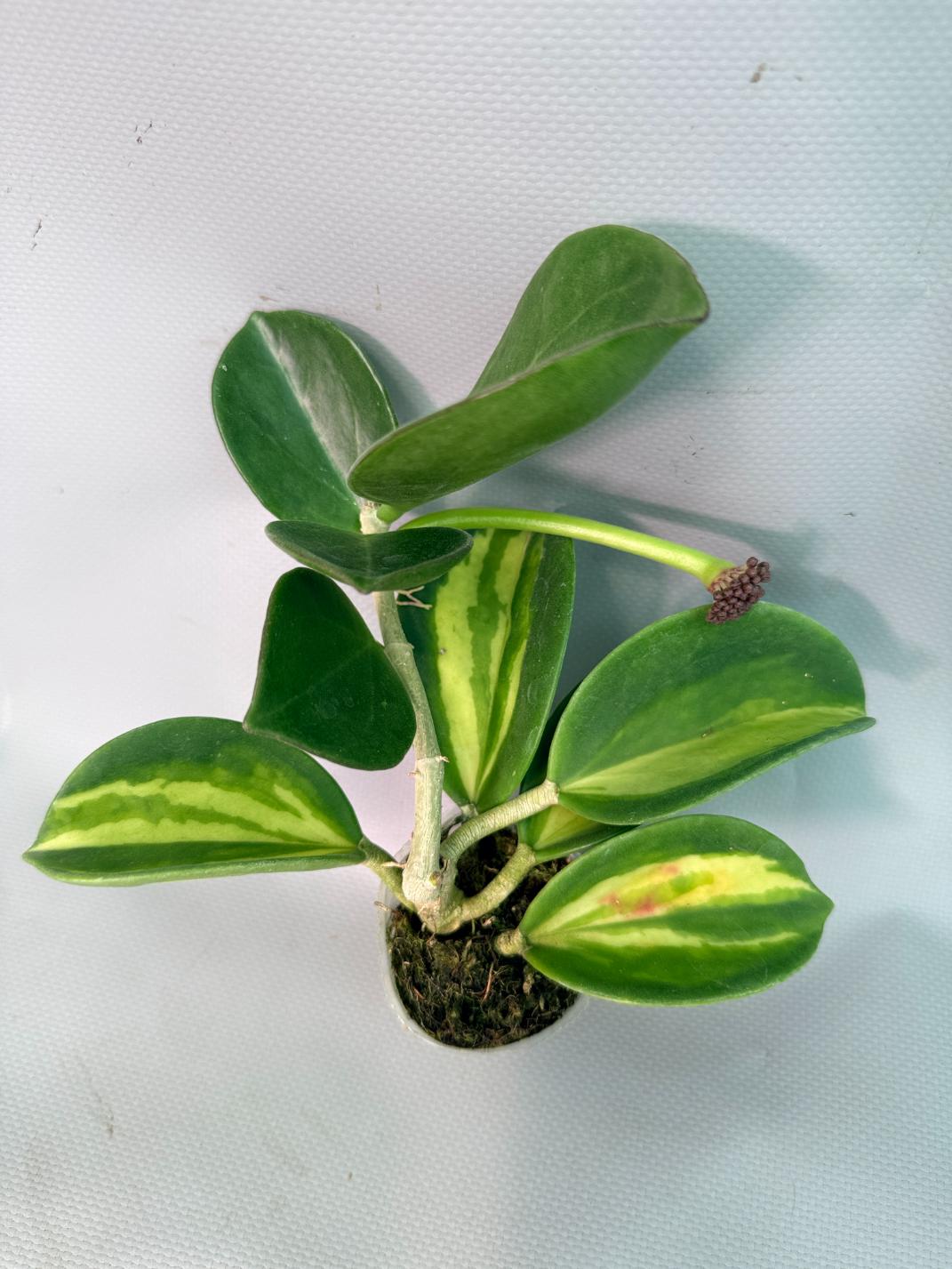 Hoya Pachyclada inner variegation 02