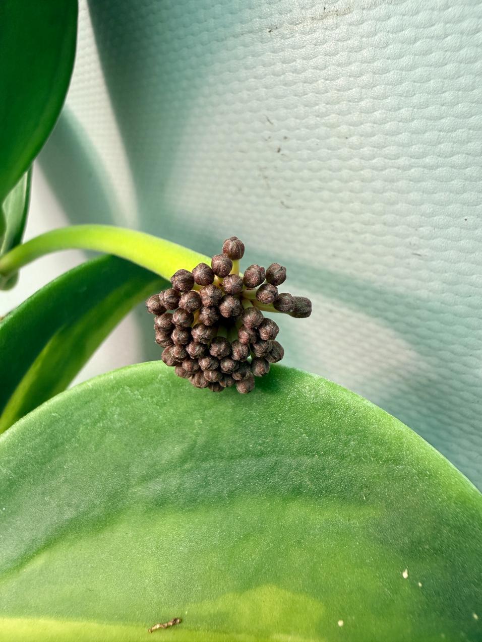 Hoya Pachyclada inner variegation 03
