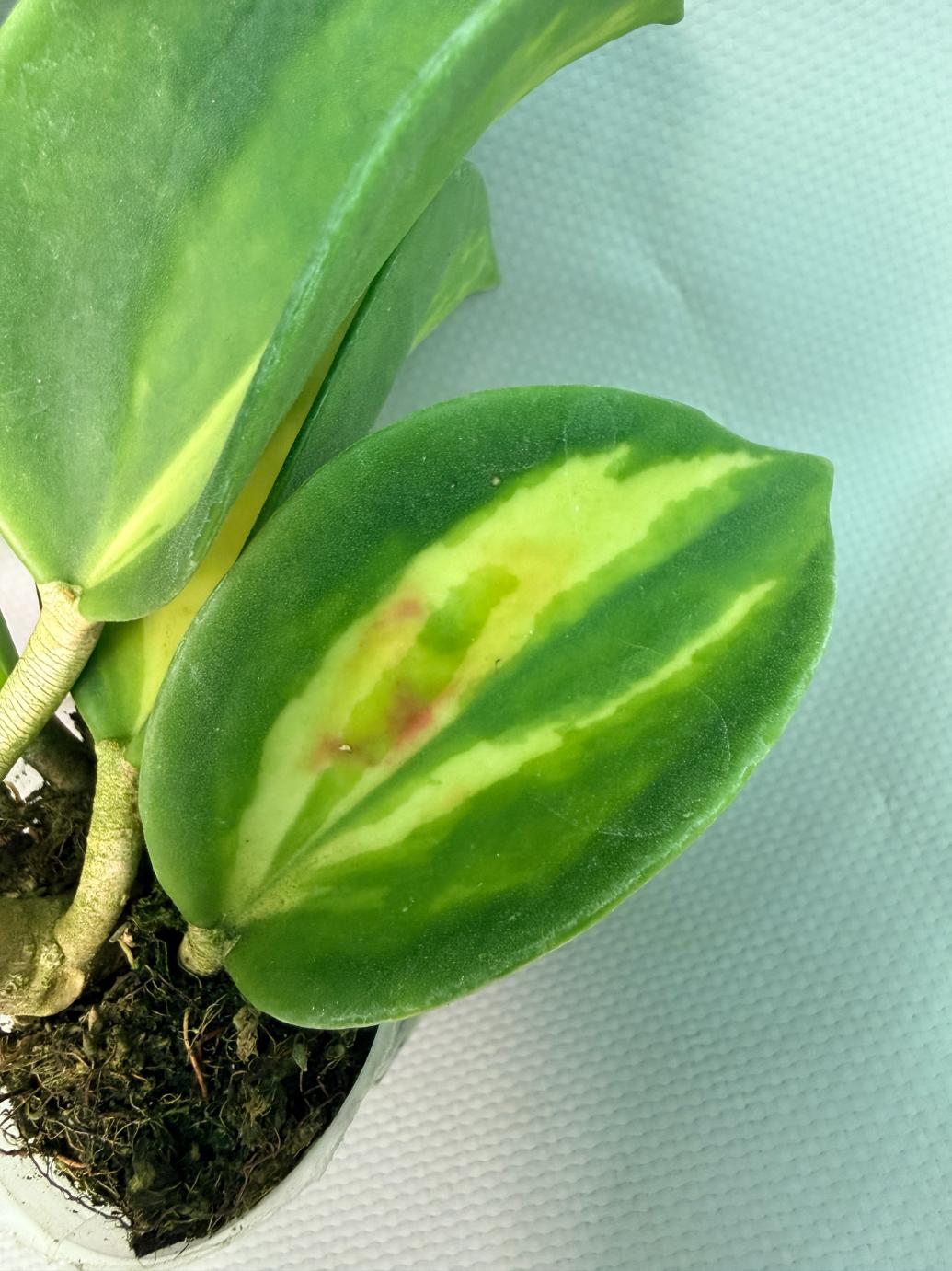 Hoya Pachyclada inner variegation 04