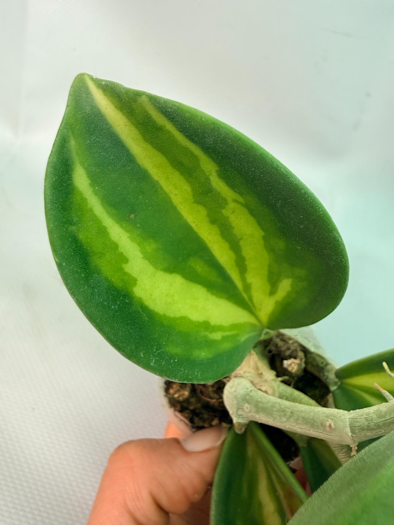 Hoya Pachyclada inner variegation 05