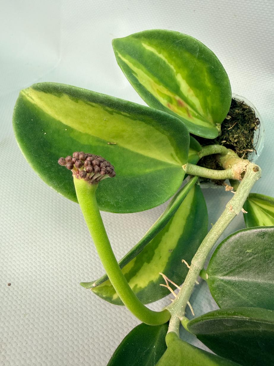 Hoya Pachyclada inner variegation 06