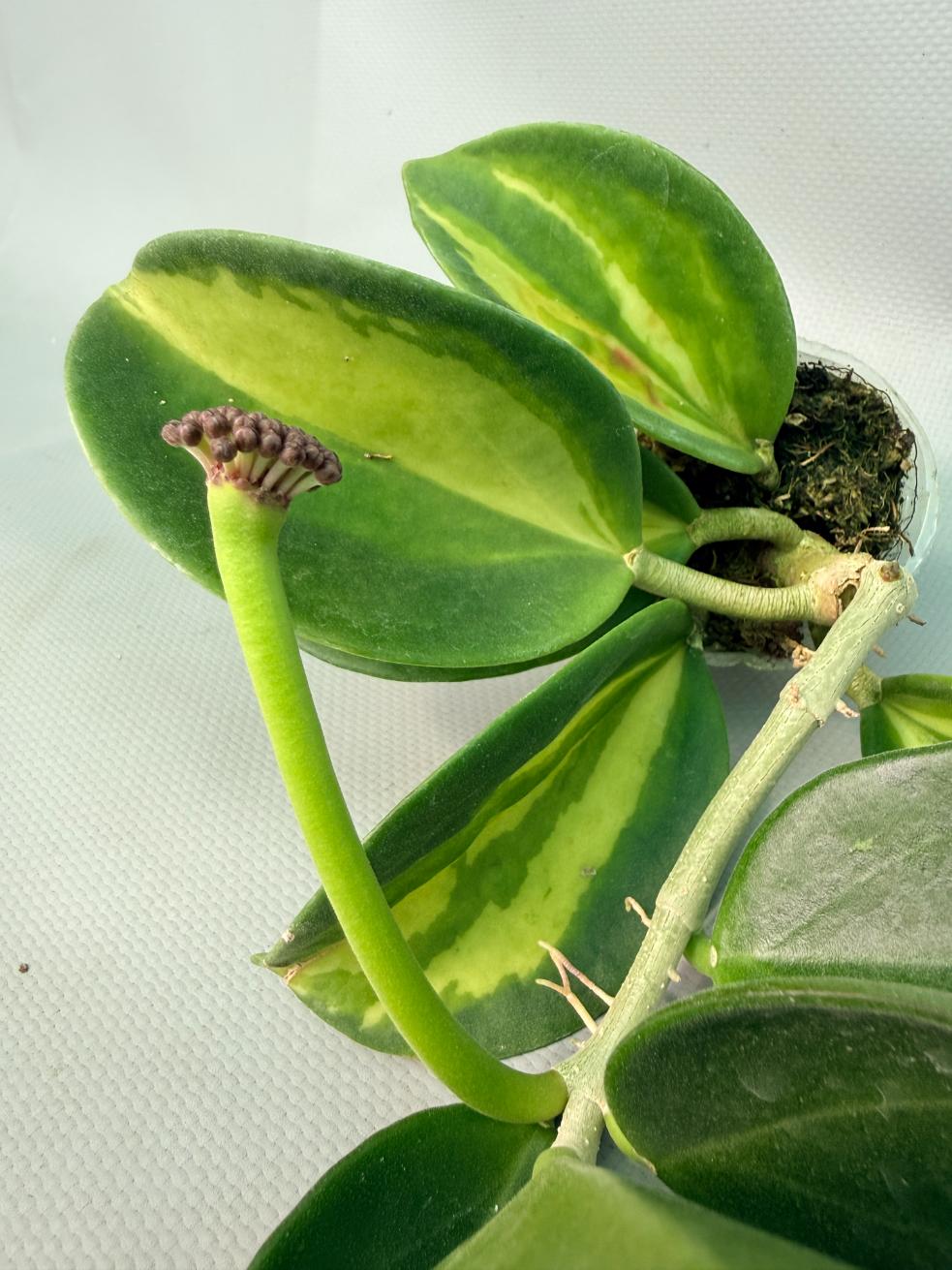 Hoya Pachyclada inner variegation 08