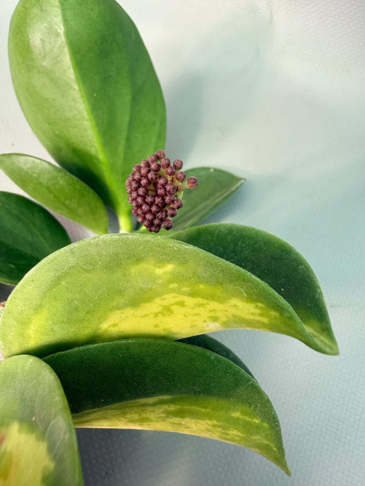 Hoya Pachyclada inner variegation 07