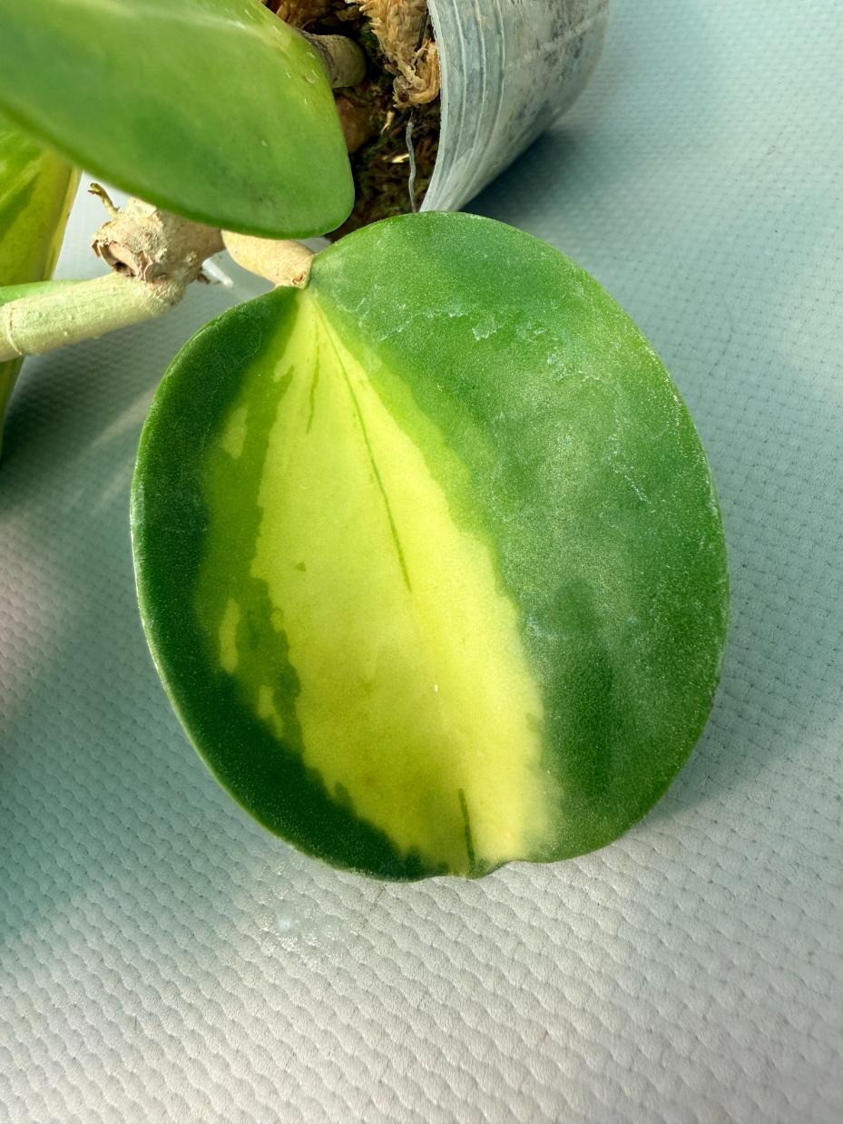 Hoya Pachyclada inner variegation 08
