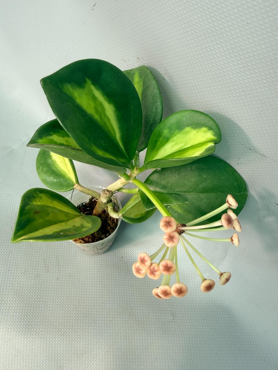 Hoya Pachyclada inner variegation  02