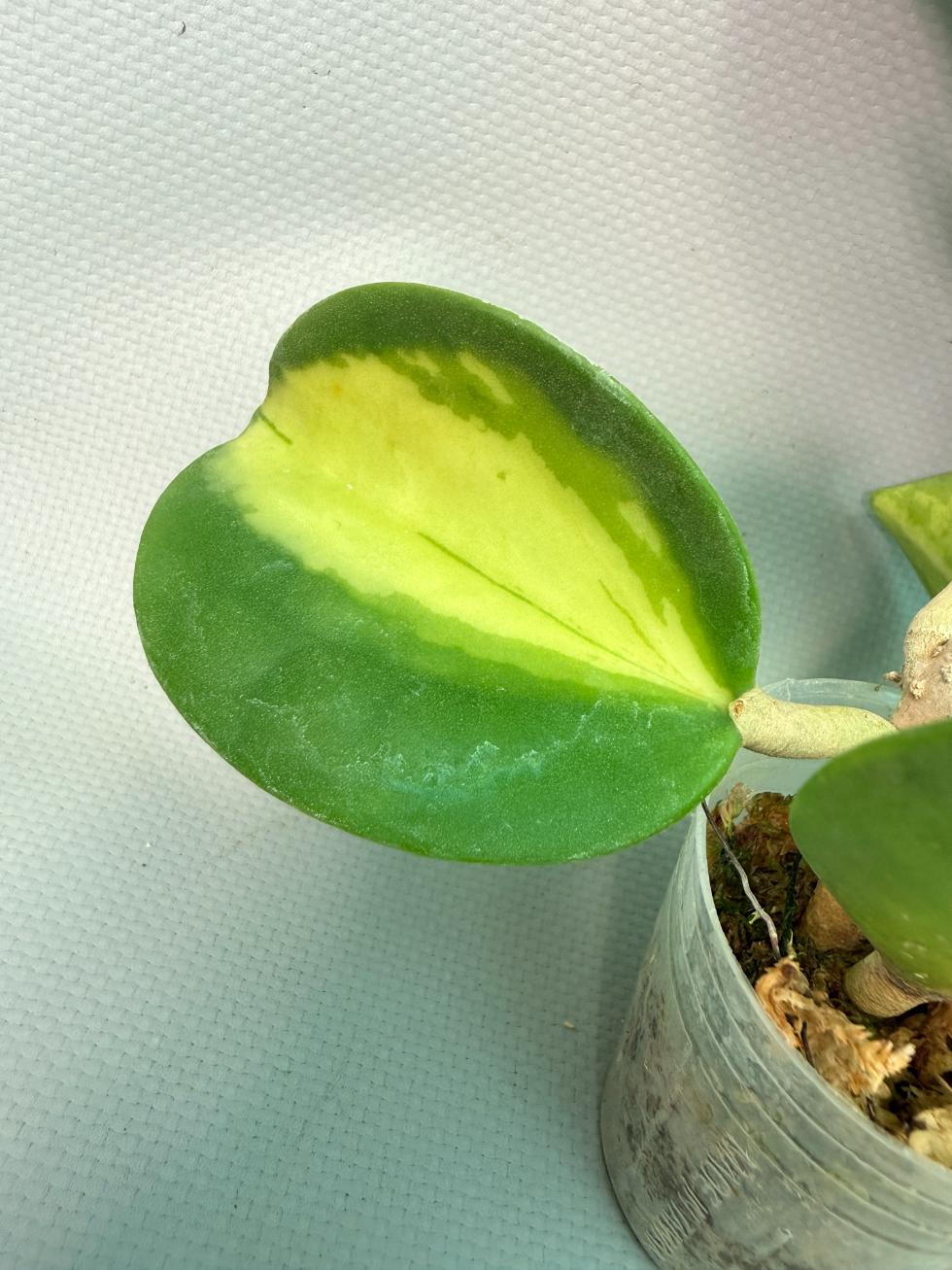 Hoya Pachyclada inner variegation  03