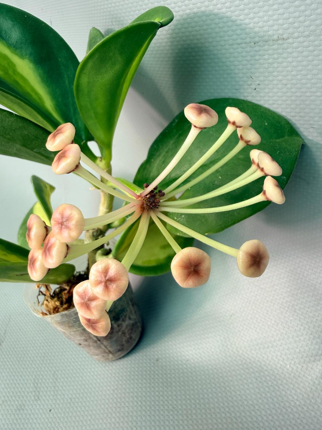 Hoya Pachyclada inner variegation | Welovetropicalplants