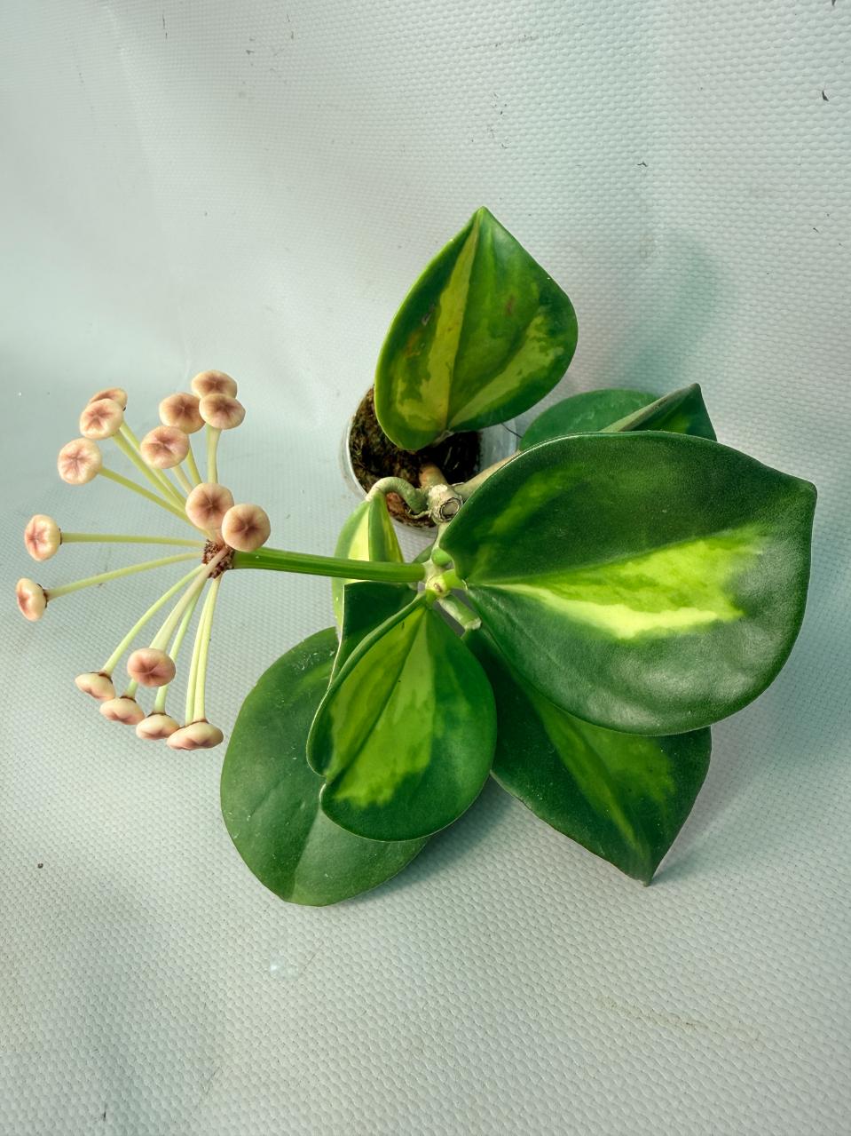 Hoya Pachyclada inner variegation  05