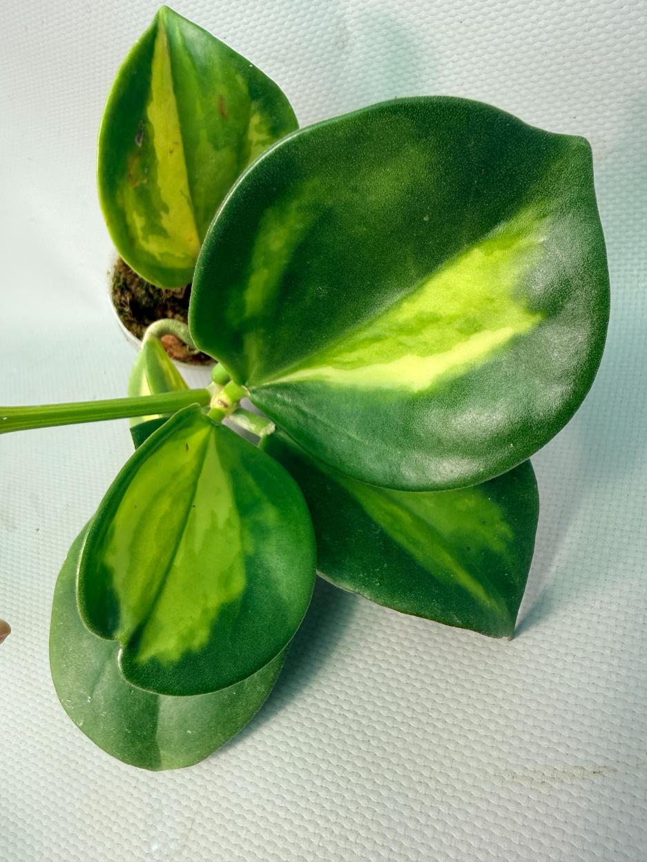 Hoya Pachyclada inner variegation  06
