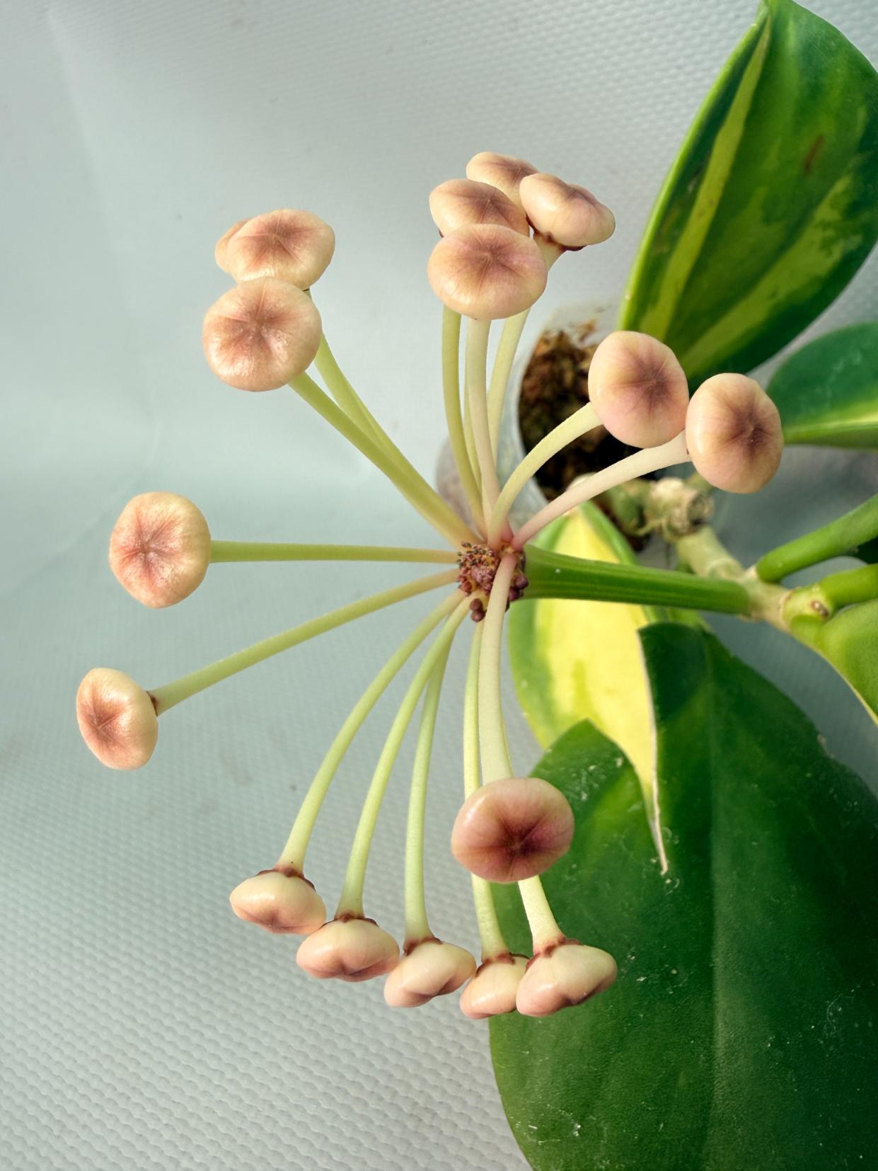 Hoya Pachyclada inner variegation | Welovetropicalplants