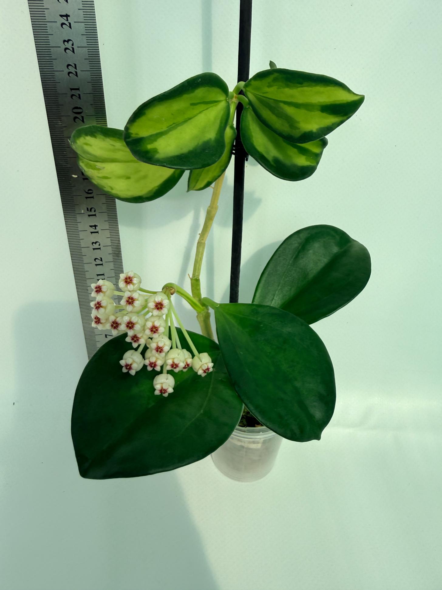 Hoya Pachyclada inner variegation 4