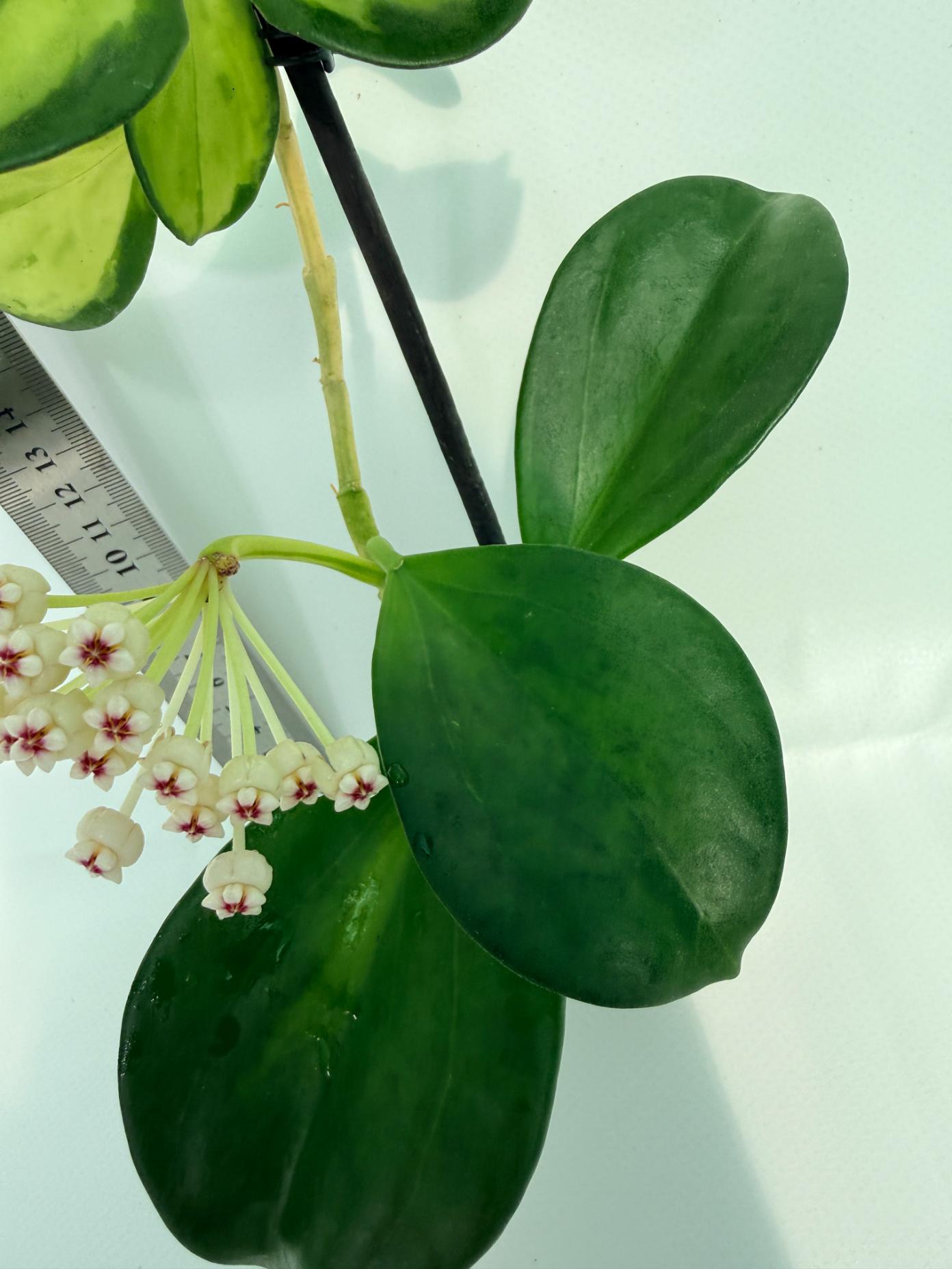 Hoya Pachyclada inner variegation 5