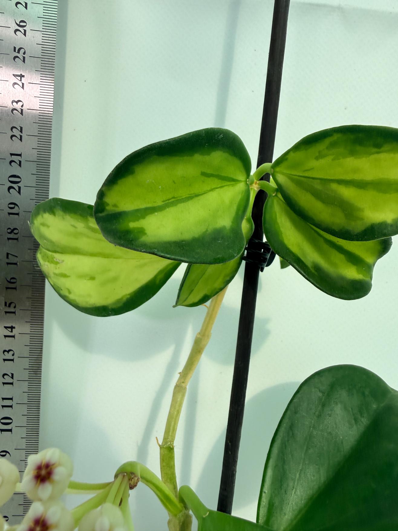 Hoya Pachyclada inner variegation 7