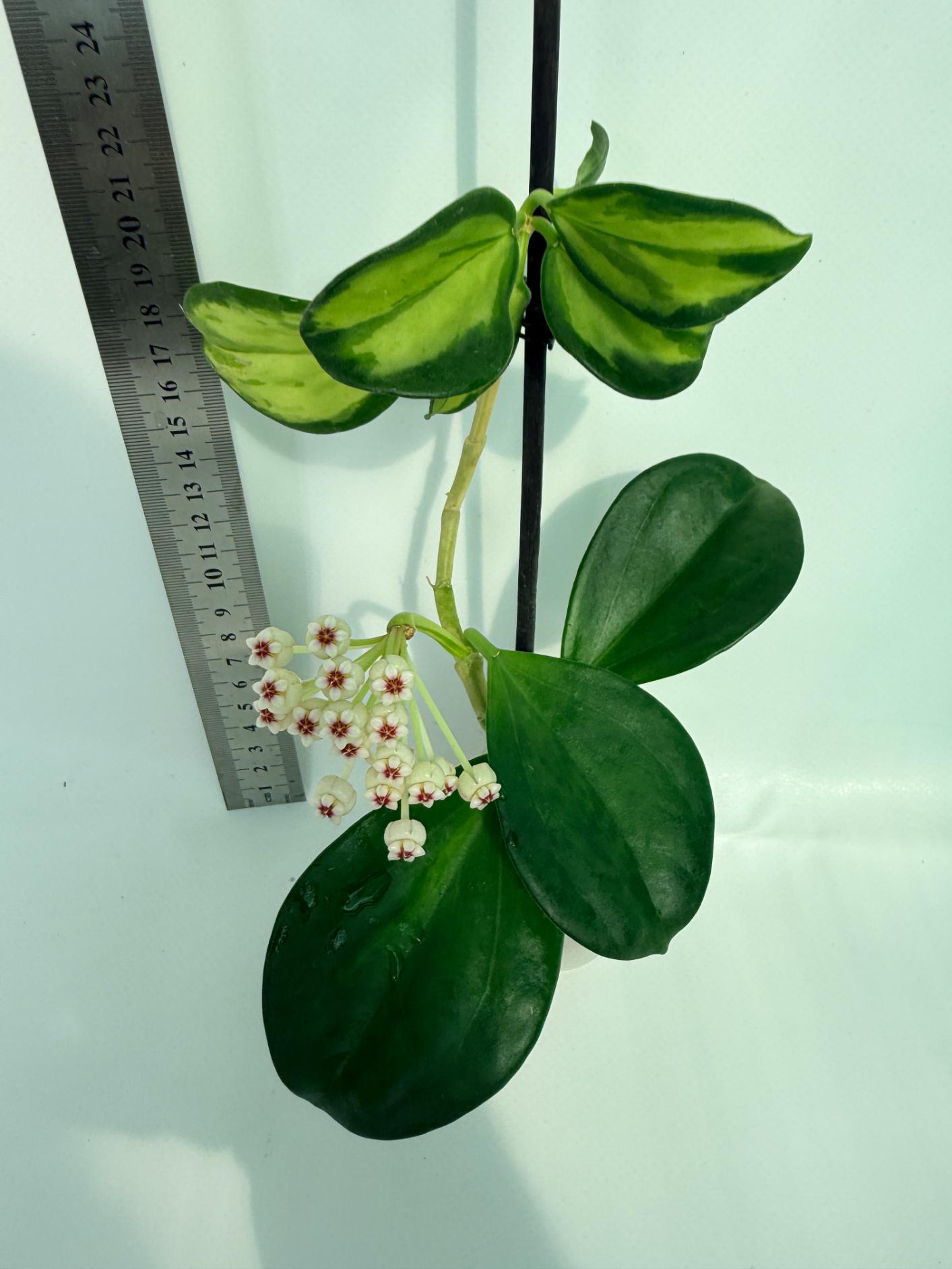 Hoya Pachyclada inner variegation 6