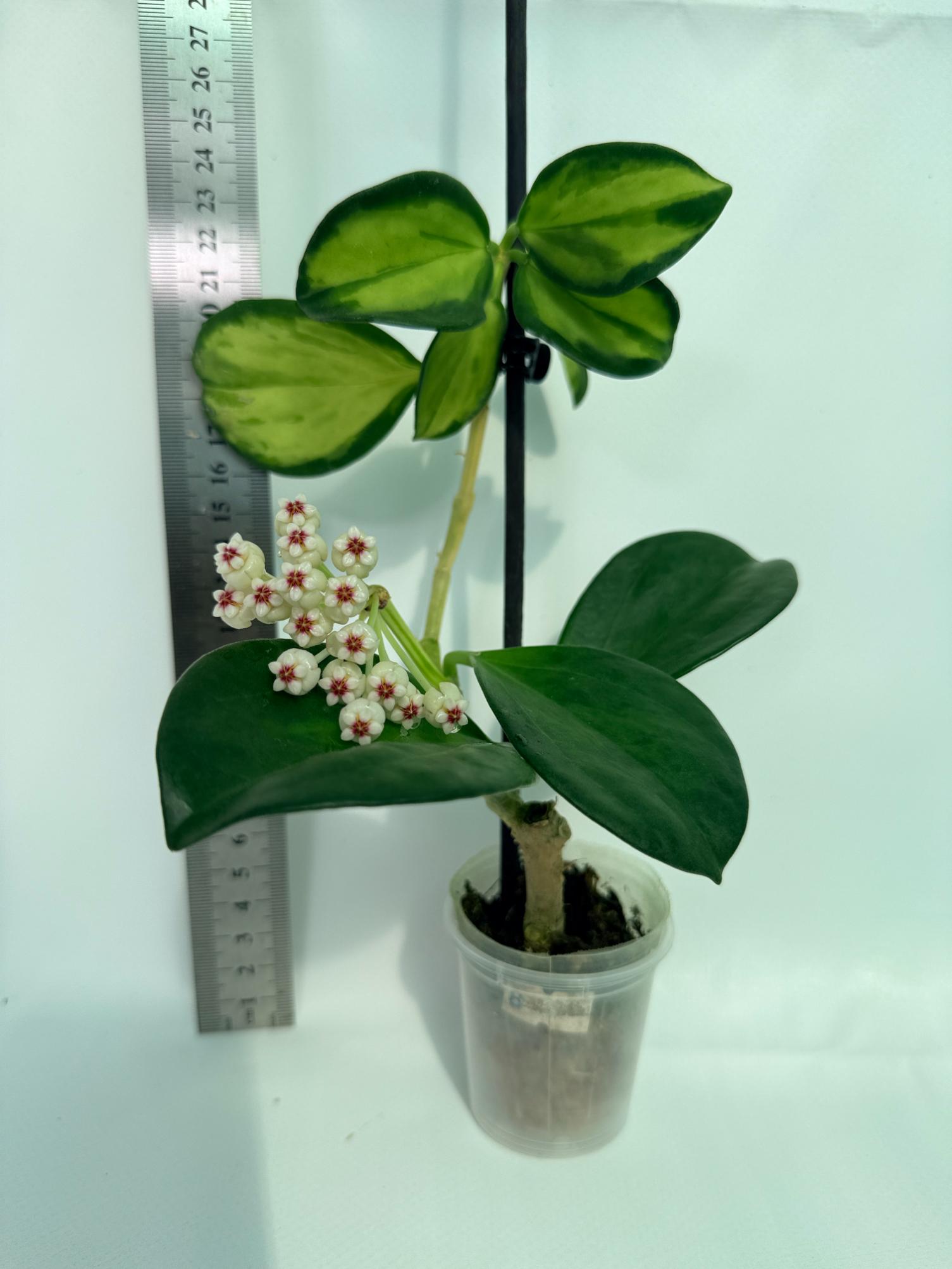 Hoya Pachyclada inner variegation 1