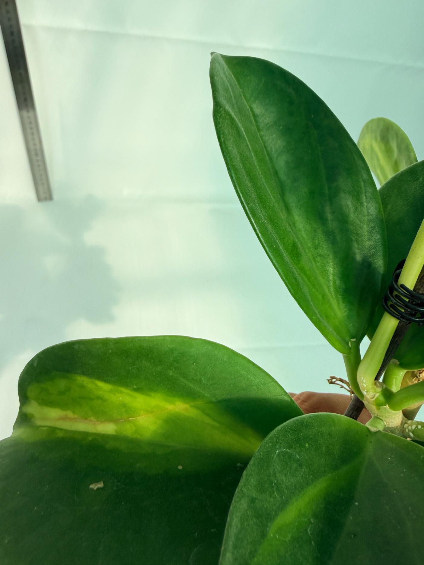 Hoya Pachyclada inner variegation 9