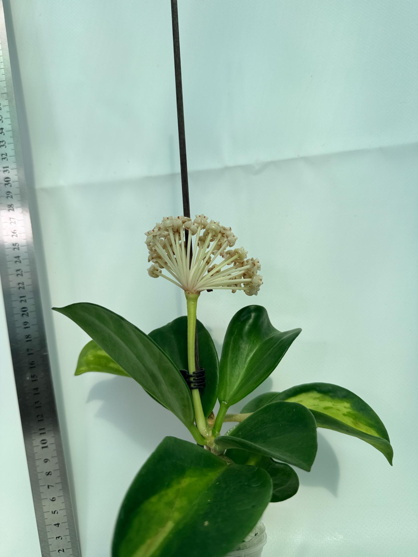 Hoya Pachyclada inner variegation 8