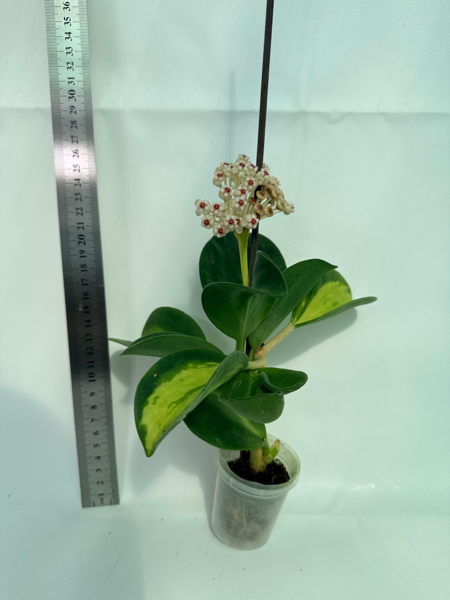 Hoya Pachyclada inner variegation 1