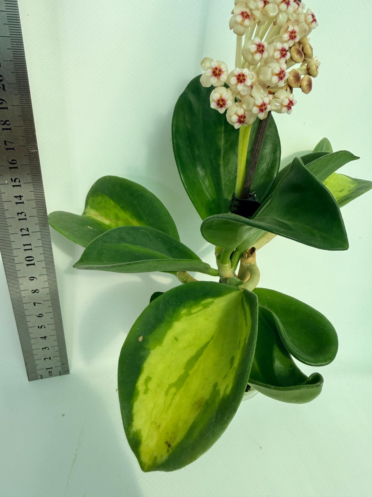 Hoya Pachyclada inner variegation 4