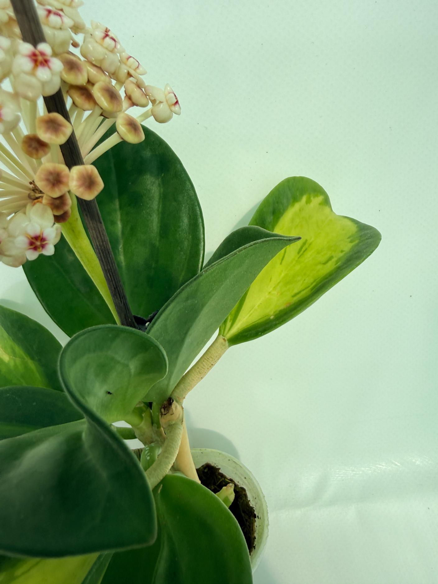 Hoya Pachyclada inner variegation 6