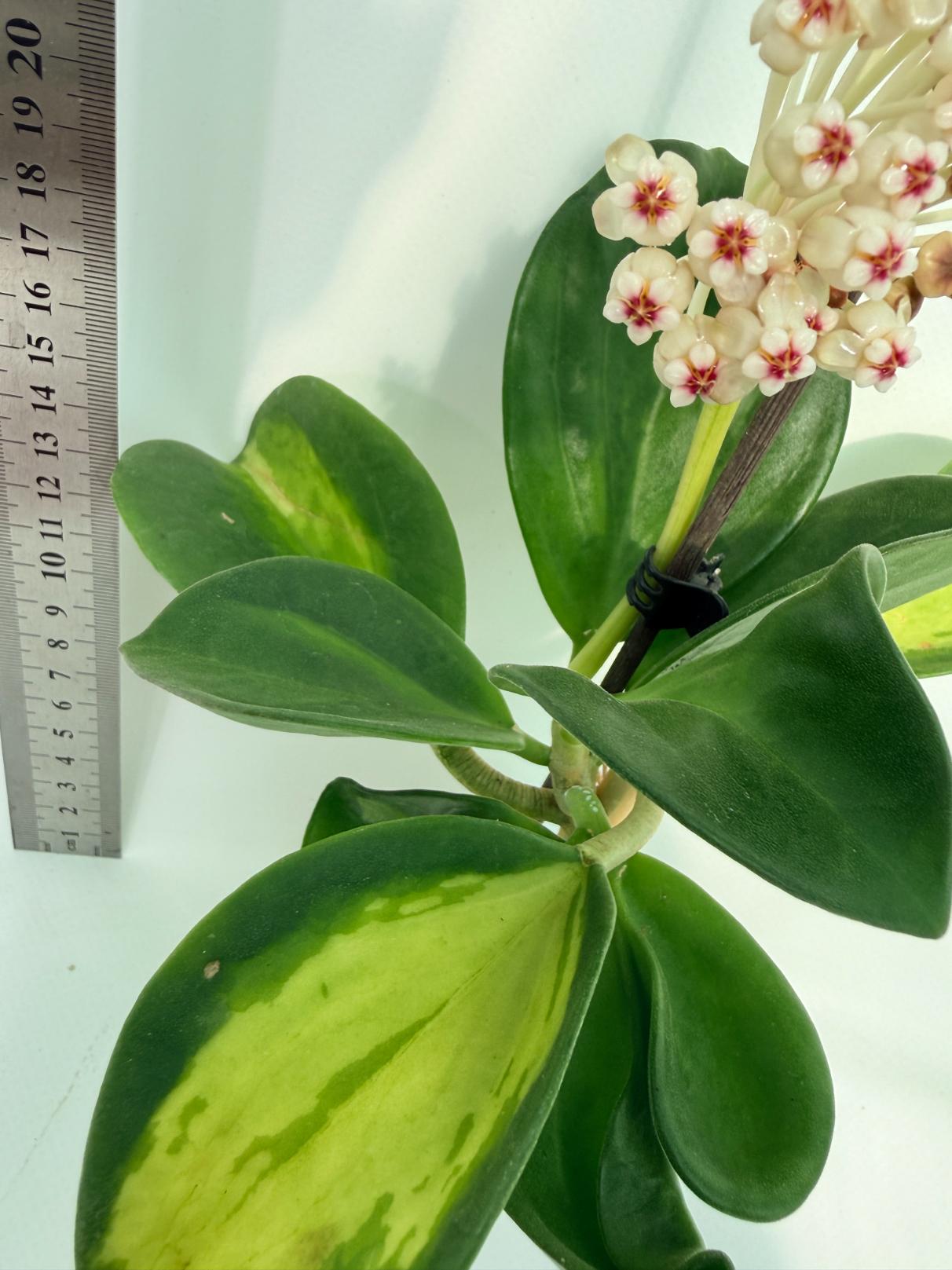 Hoya Pachyclada inner variegation 7