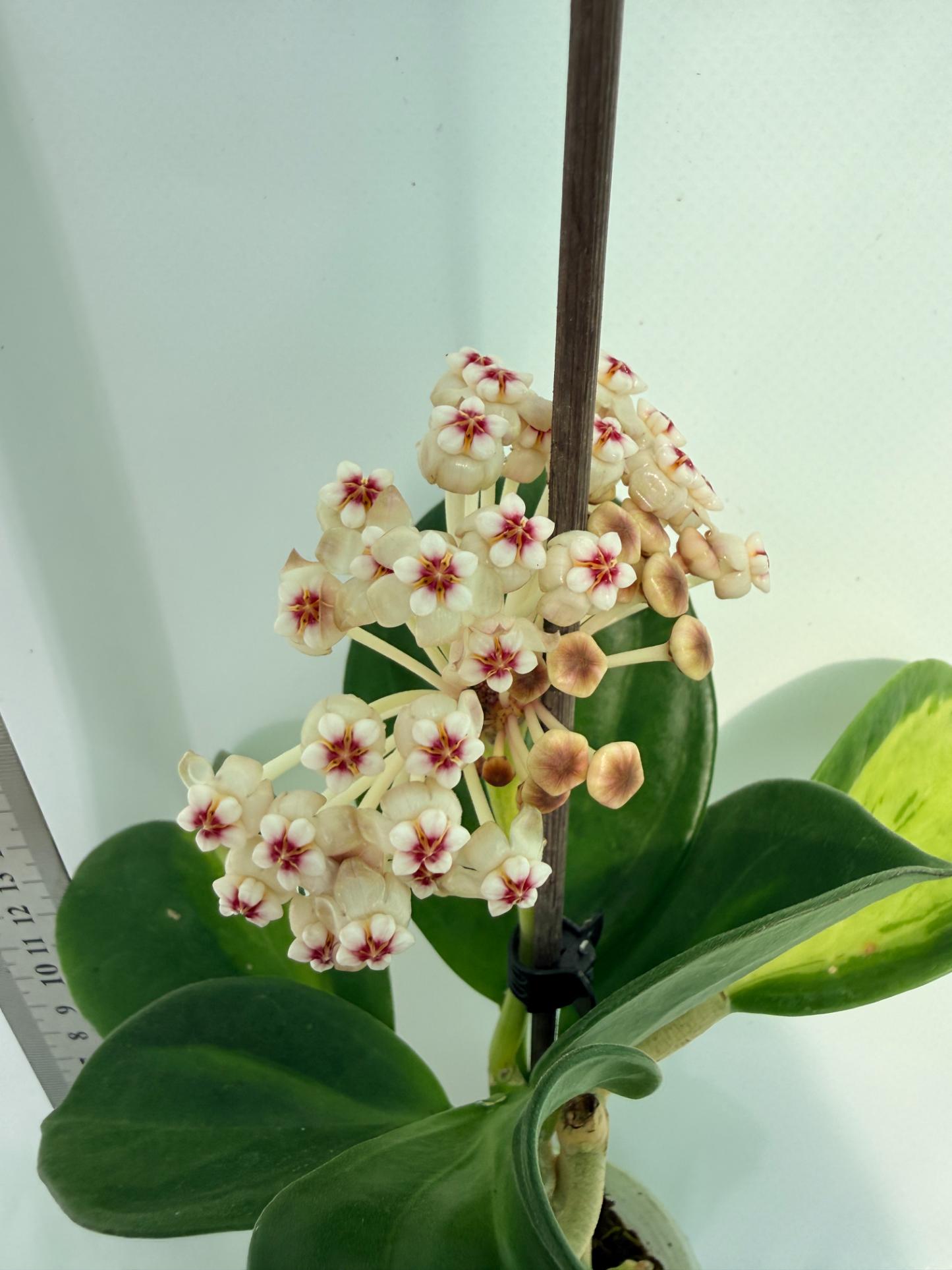 Hoya Pachyclada inner variegation 5