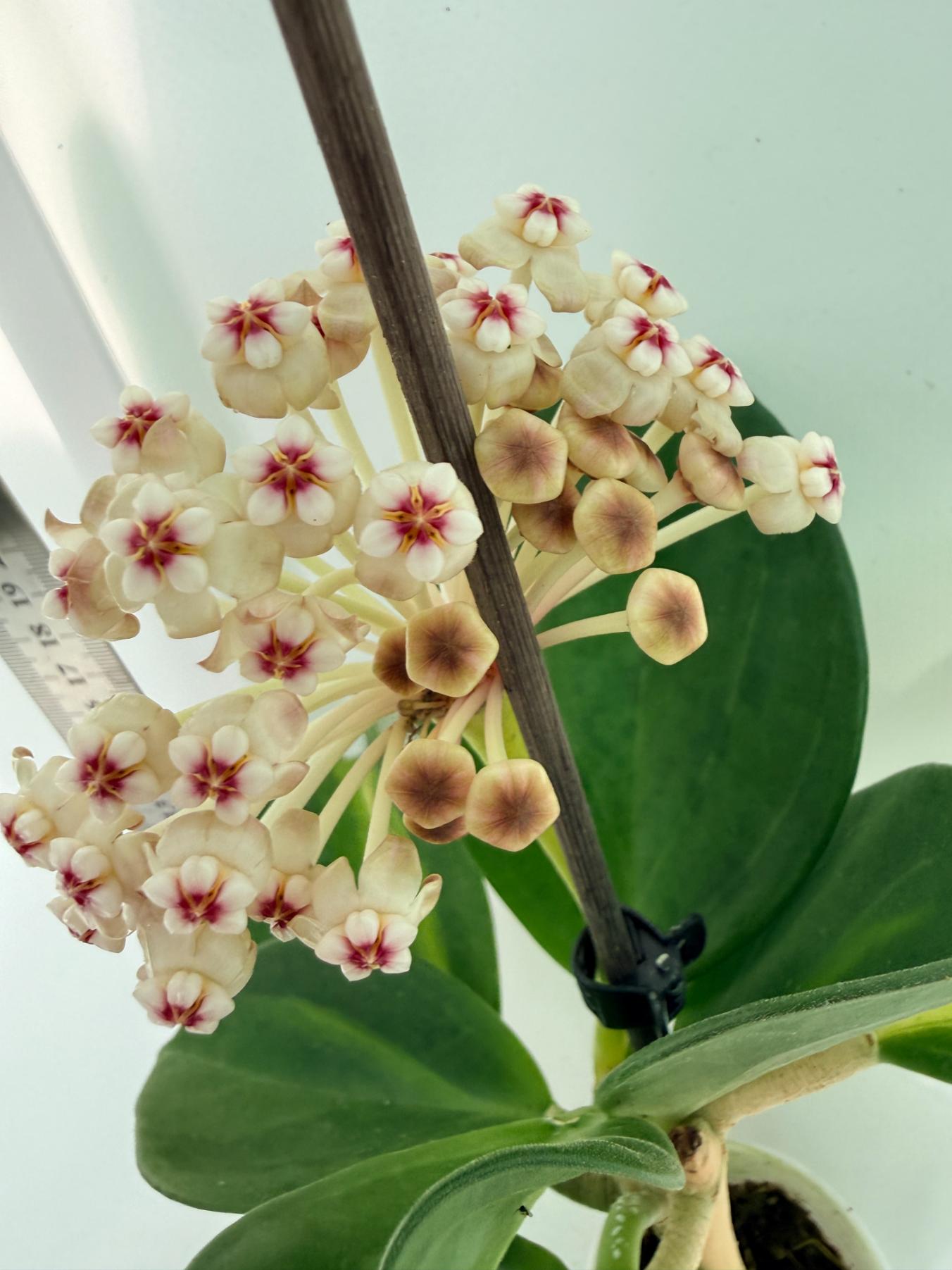 Hoya Pachyclada inner variegation 3