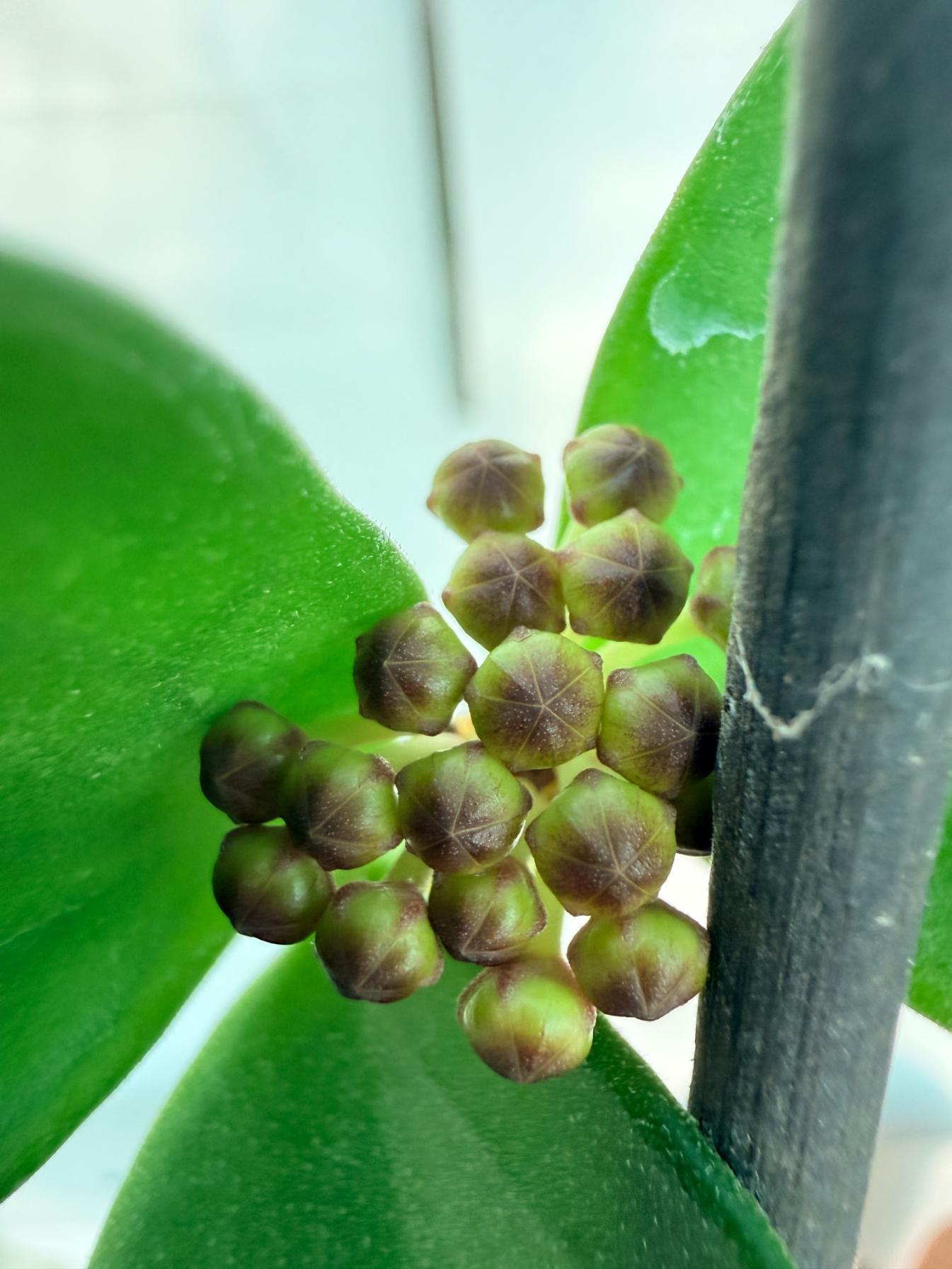 Hoya Pachyclada inner variegation WITH FLOWERS 2