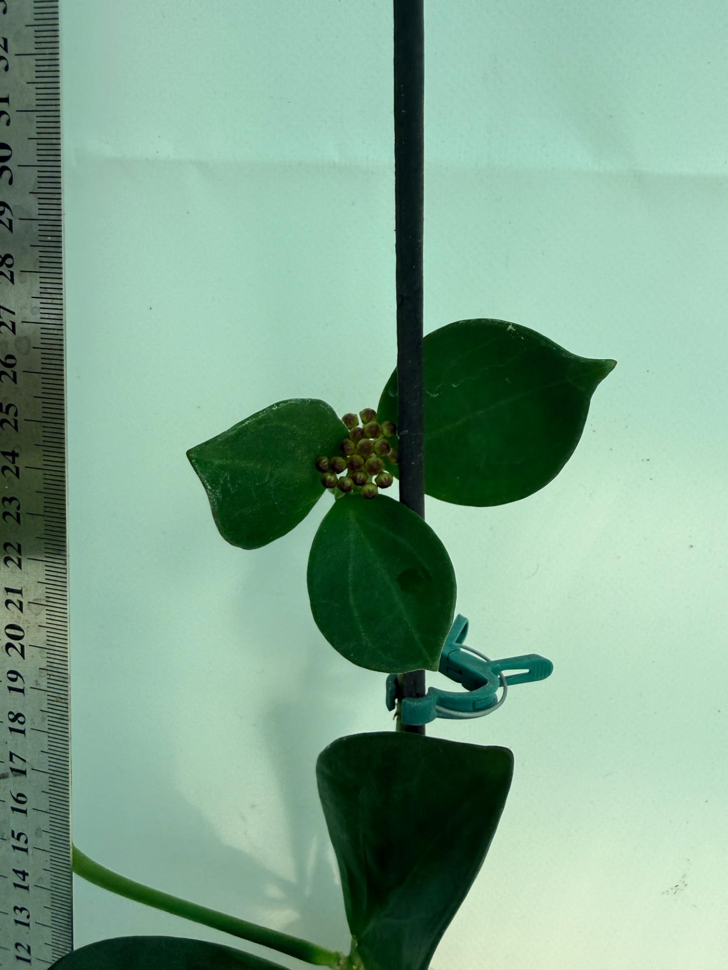 Hoya Pachyclada inner variegation WITH FLOWERS 5
