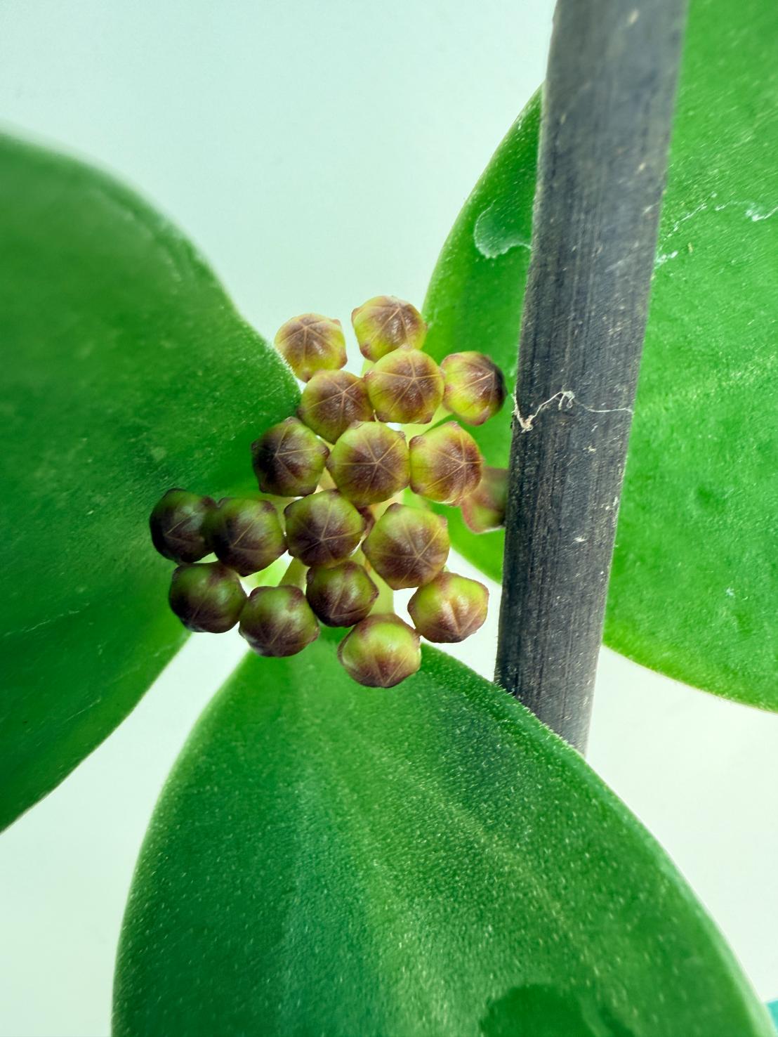 Hoya Pachyclada inner variegation WITH FLOWERS 3