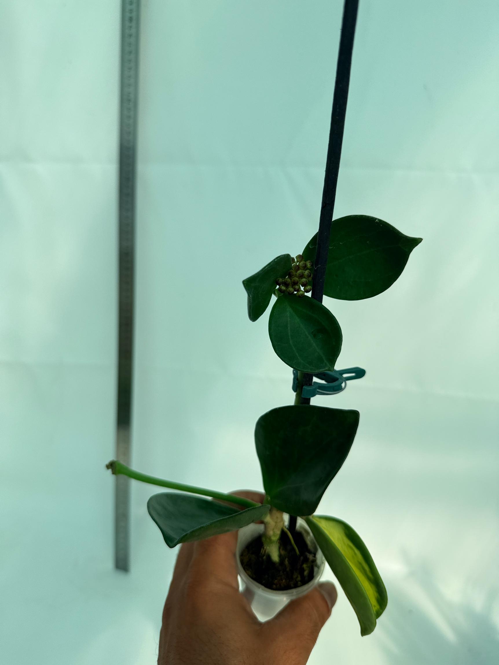 Hoya Pachyclada inner variegation WITH FLOWERS 8