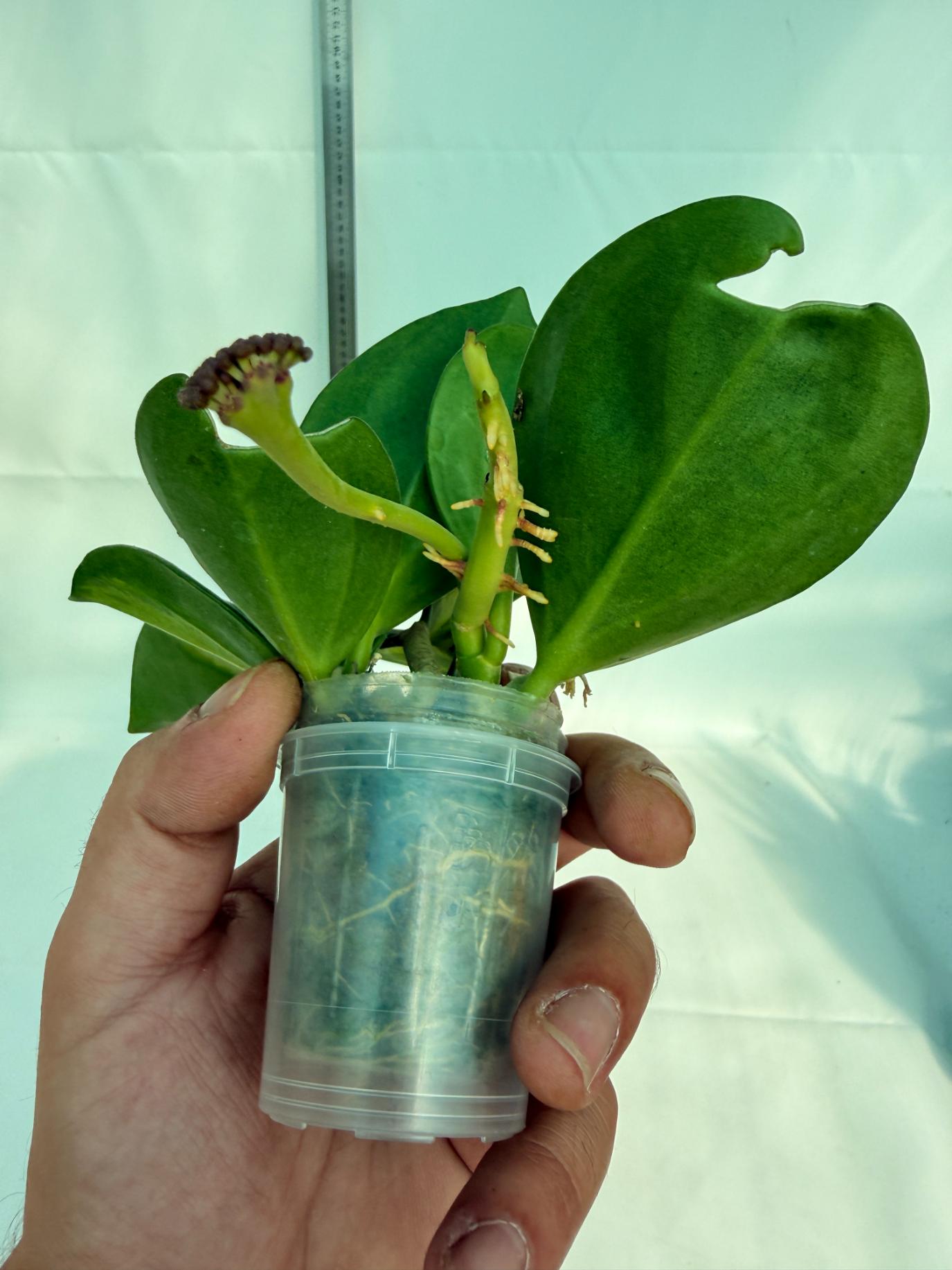Hoya Pachyclada inner variegation WITH FLOWERS 6