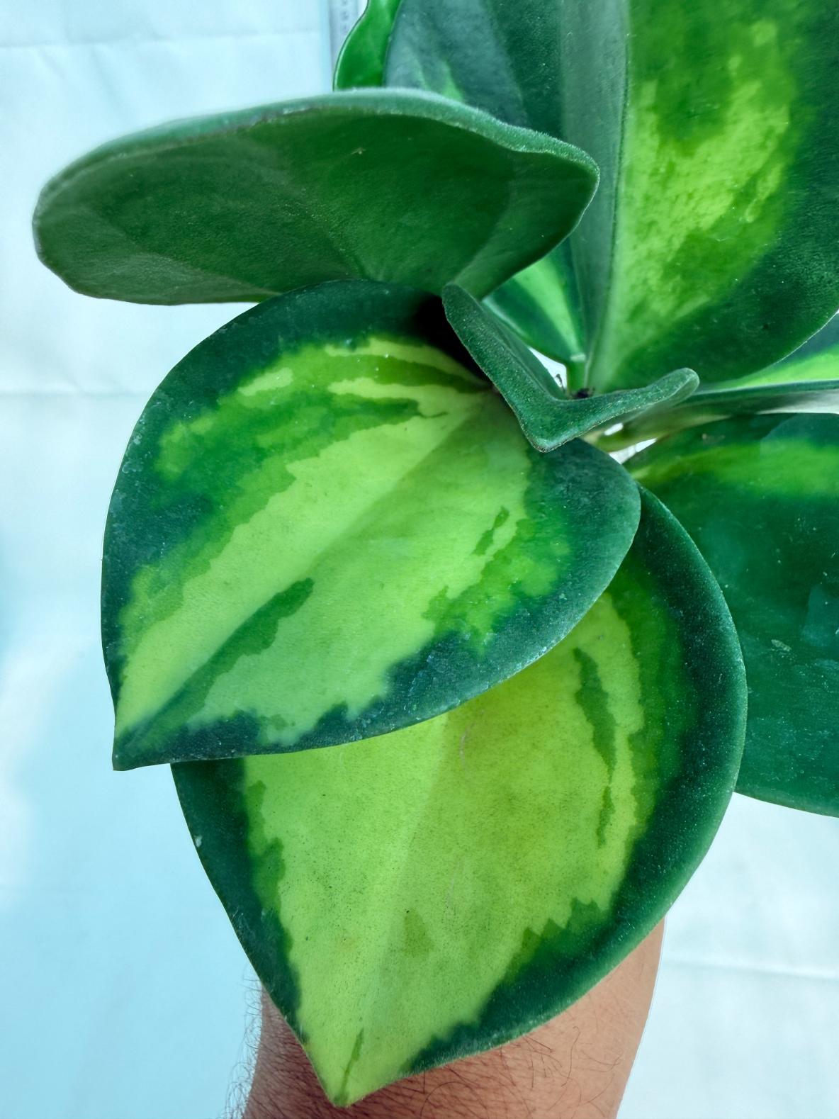 Hoya Pachyclada inner variegation WITH FLOWERS 9