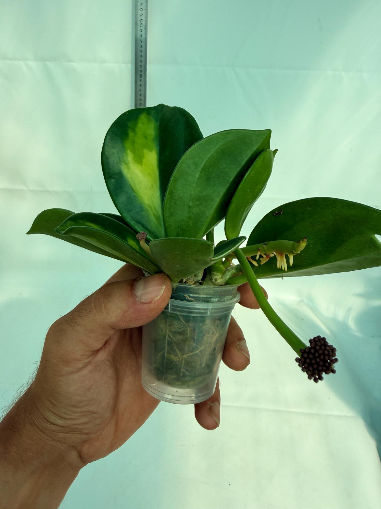 Hoya Pachyclada inner variegation WITH FLOWERS 10