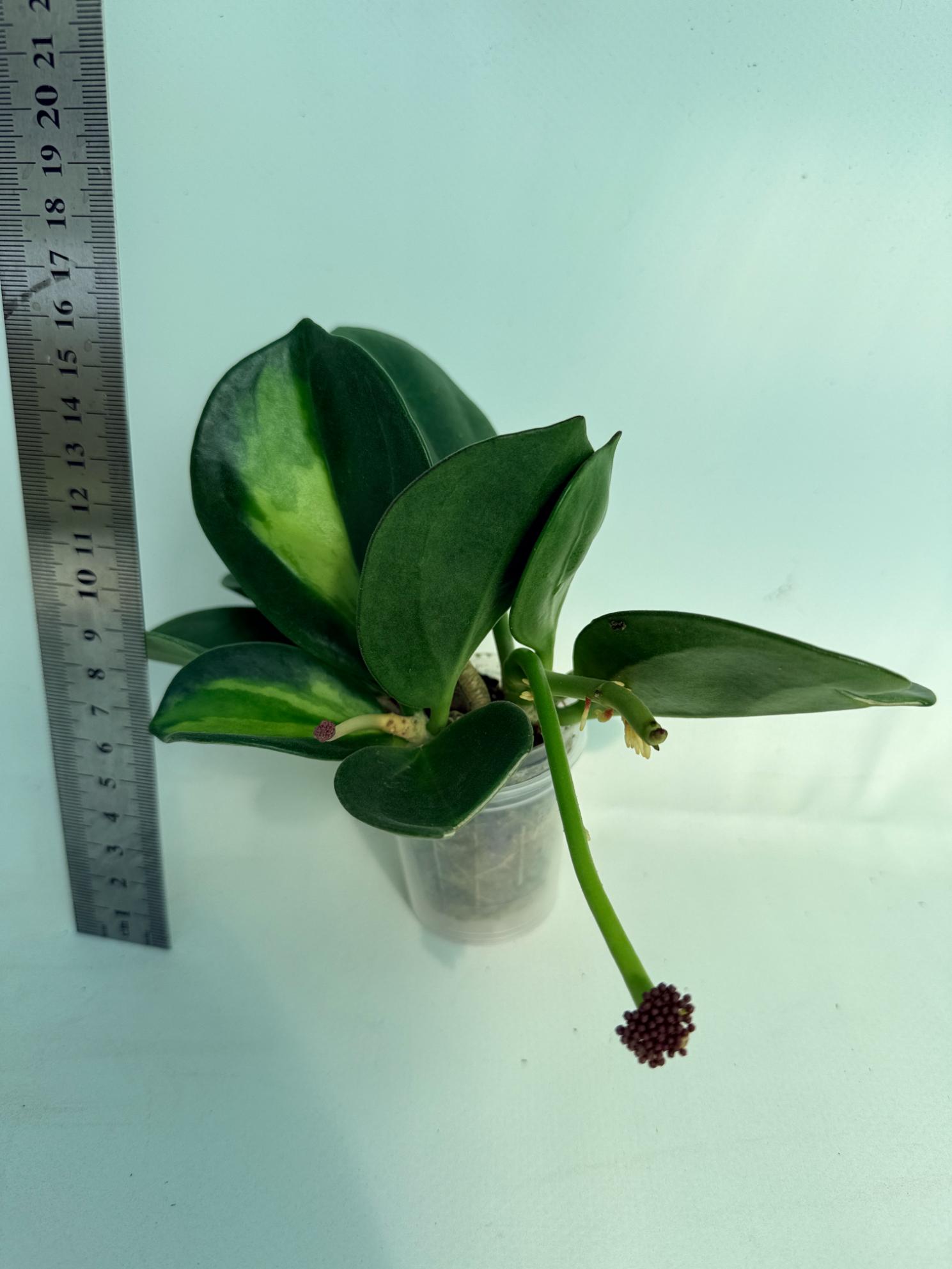Hoya Pachyclada inner variegation WITH FLOWERS 7